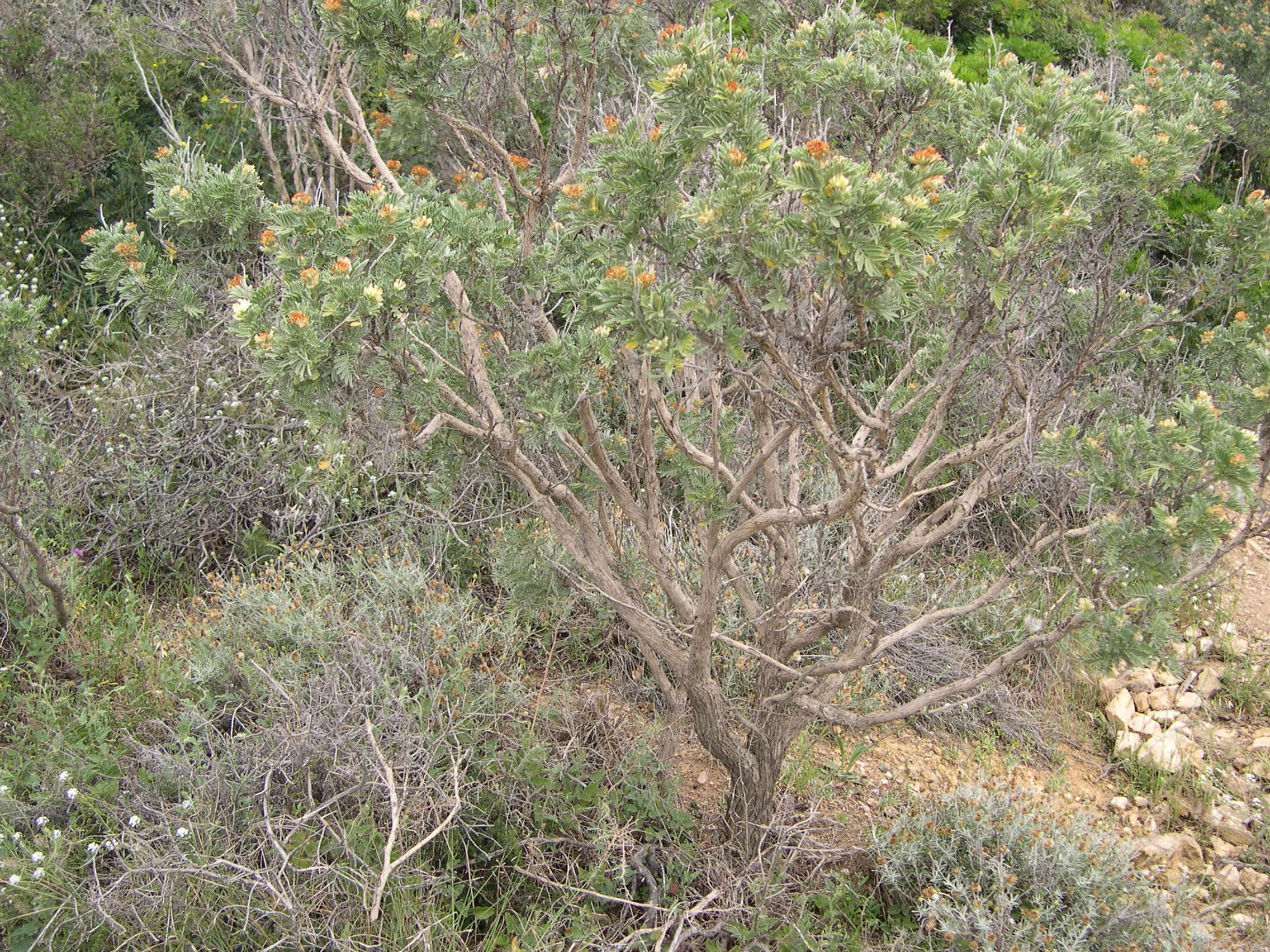 Afficher le média anthyllis_barba-jovis1md anthyllis_barba-jovis1md