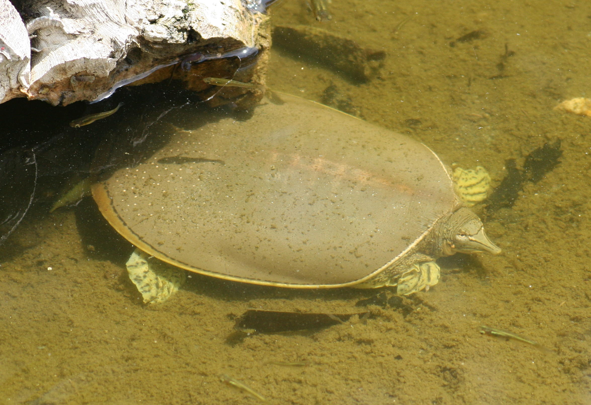 apalone_spinifera1md