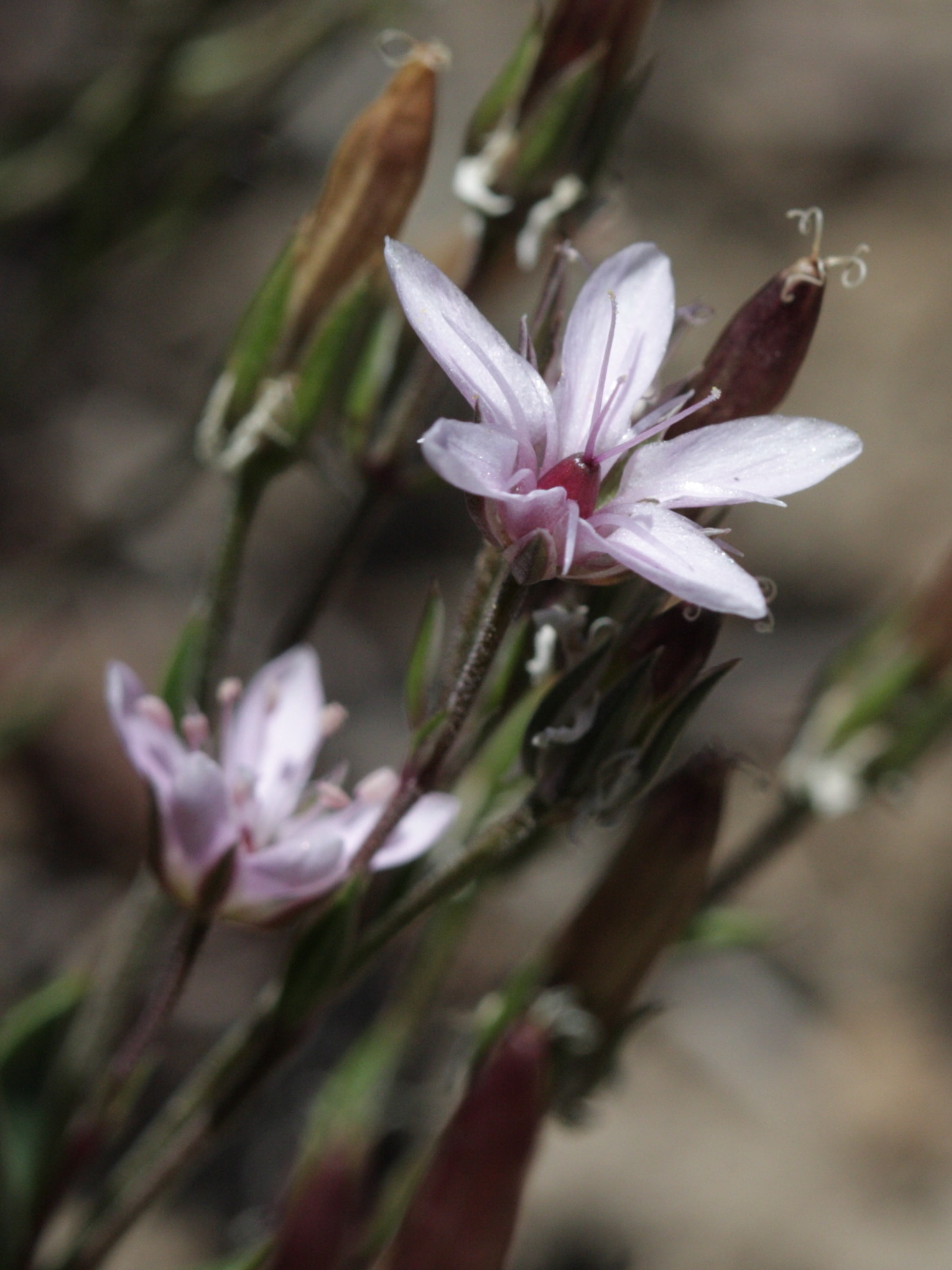 arenaria_purpurascens2bd
