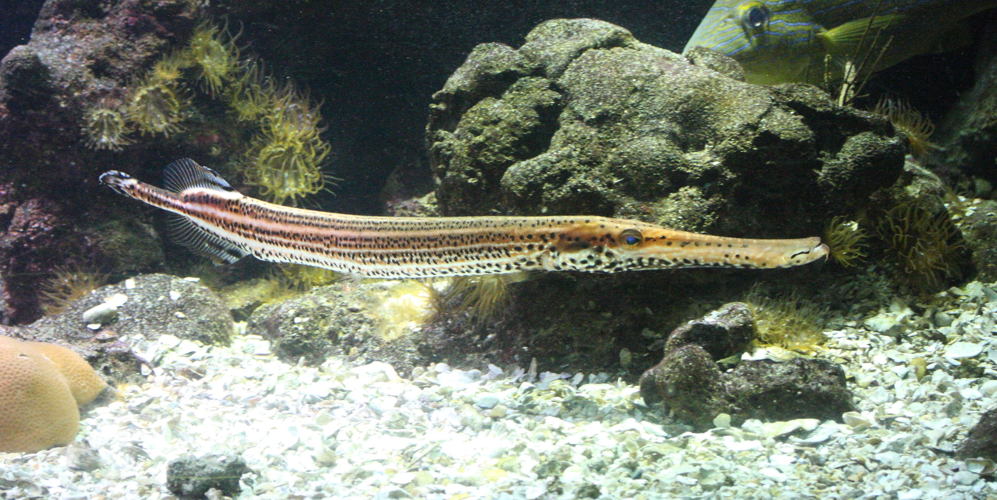 aulostomus_maculatus1md