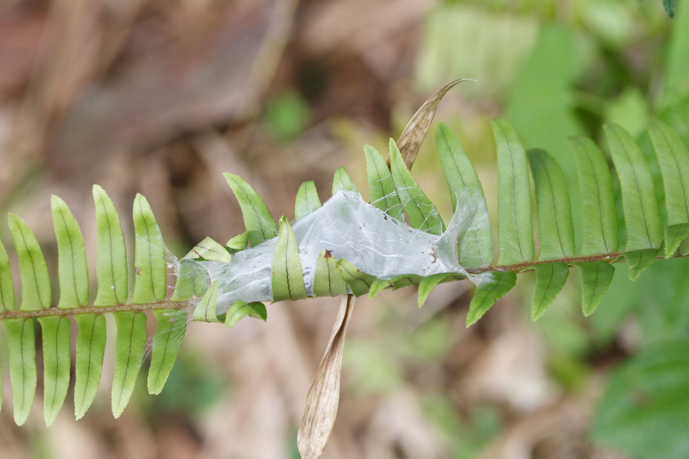 avicularia_versicolor2md