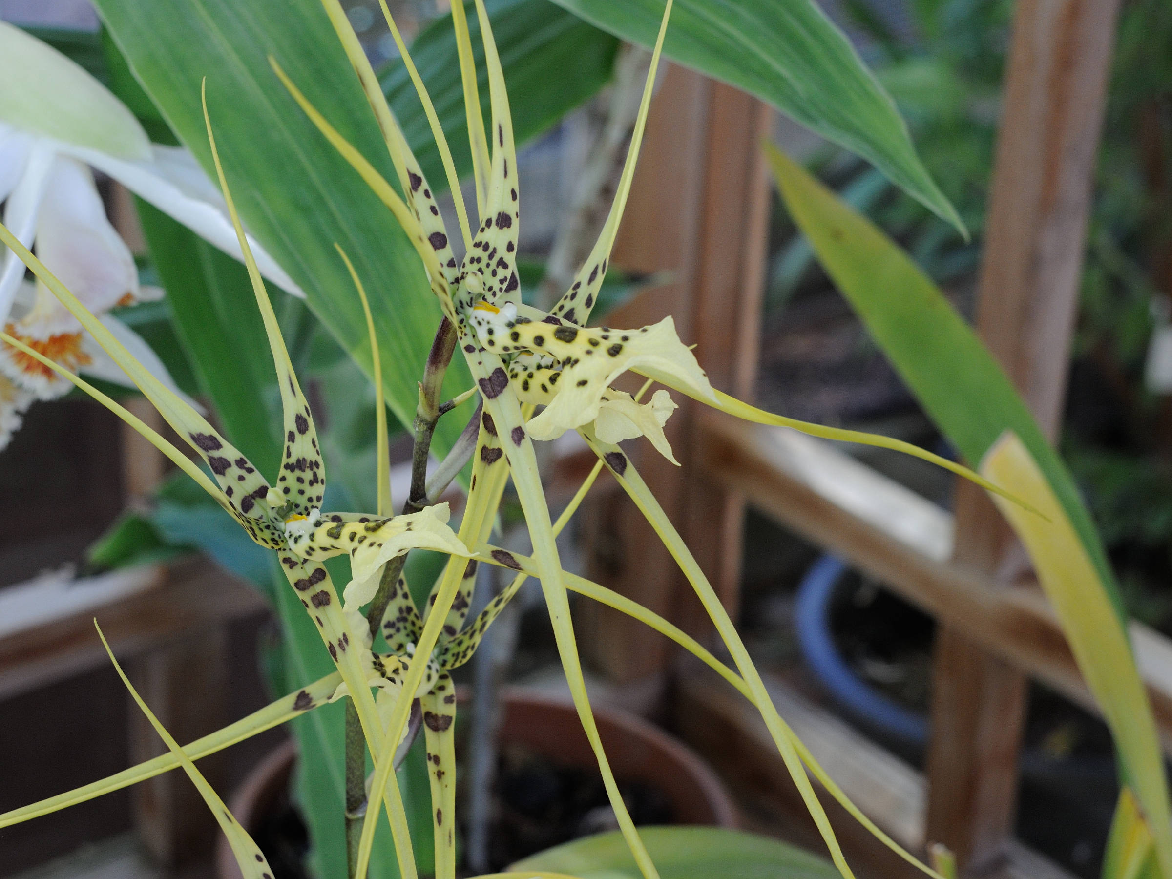 brassia_caudata2md