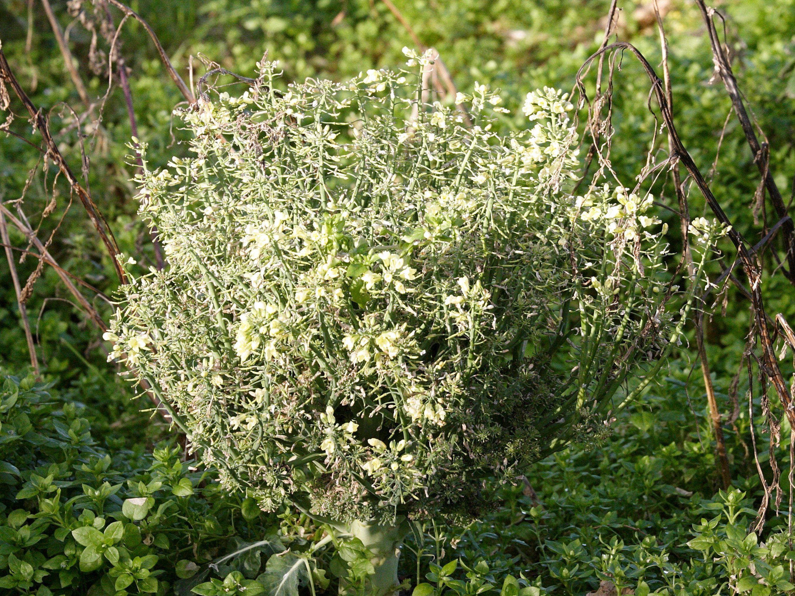 Afficher le média brassica_oleracea_botrytis2md brassica_oleracea_botrytis2md