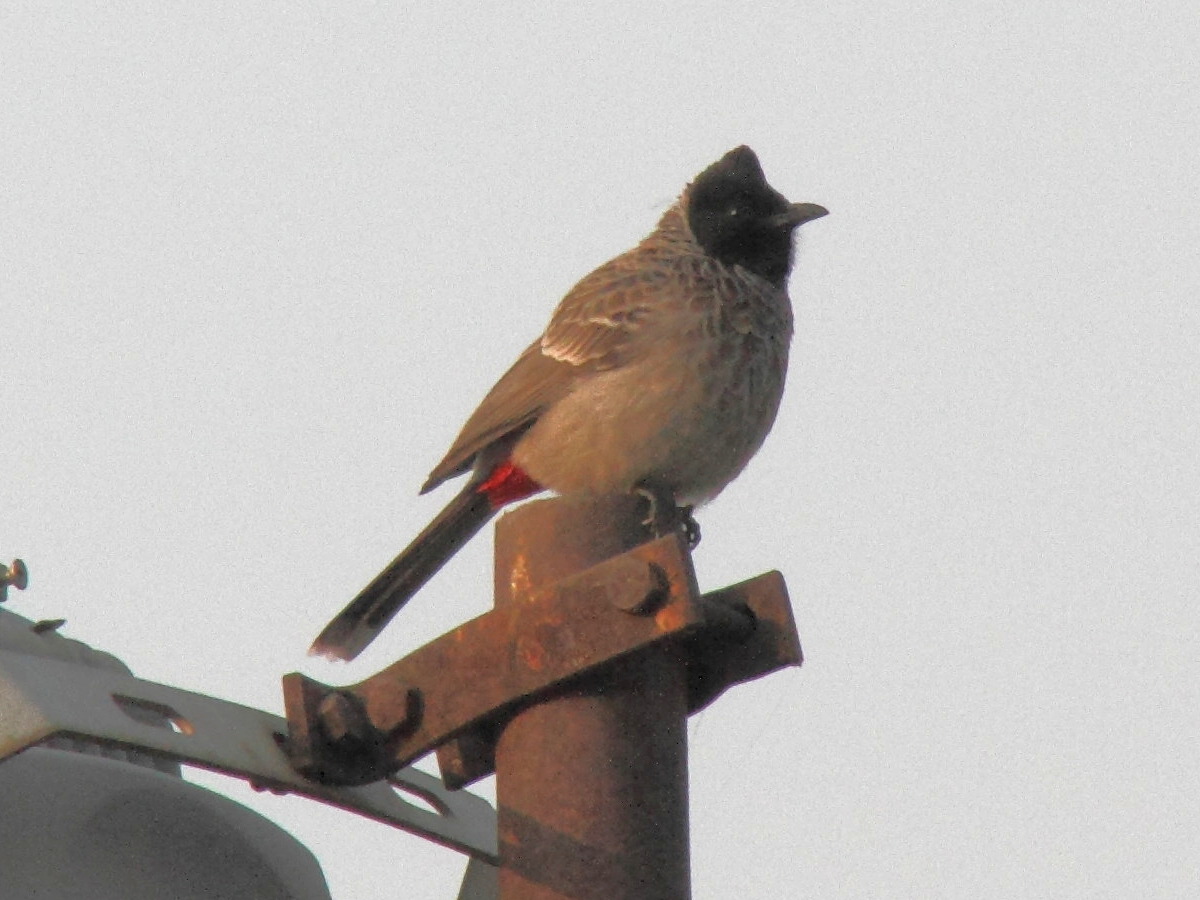 bulbul_a_ventre_rouge_-_pycnonotus_cafer1md