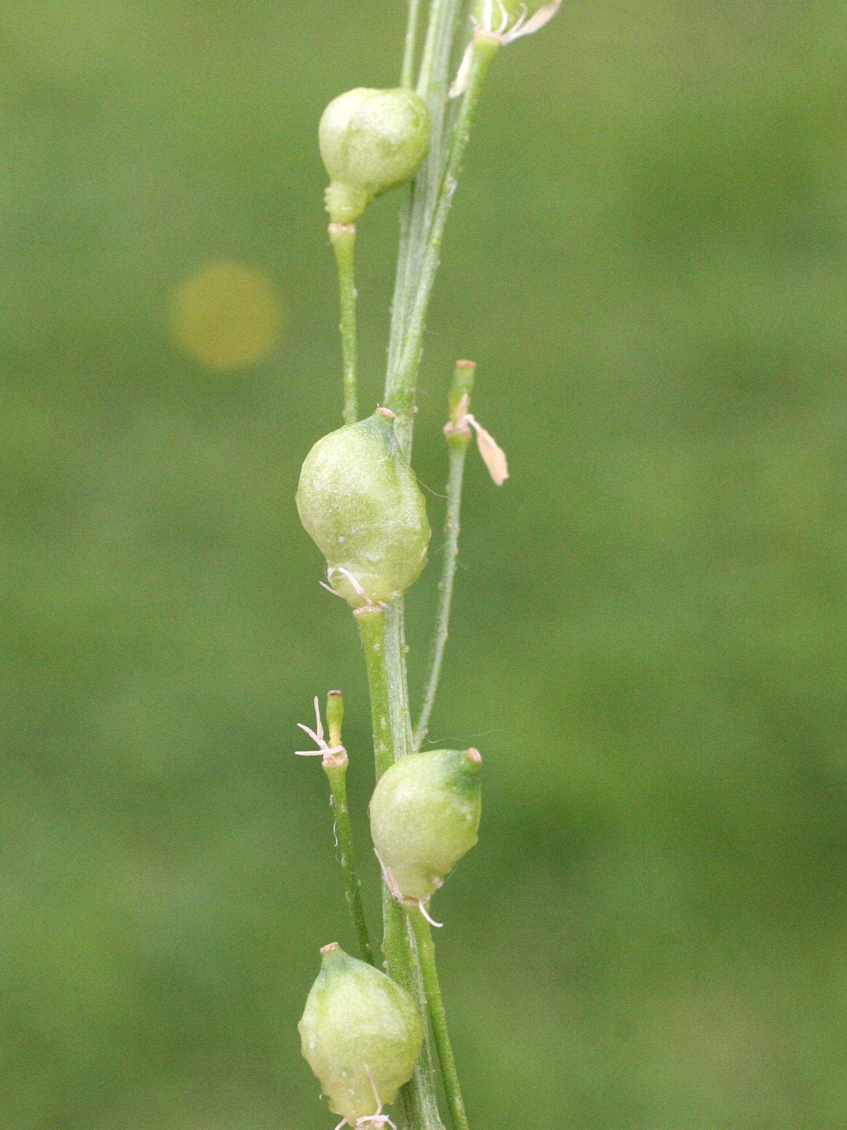 bunias_orientalis3md