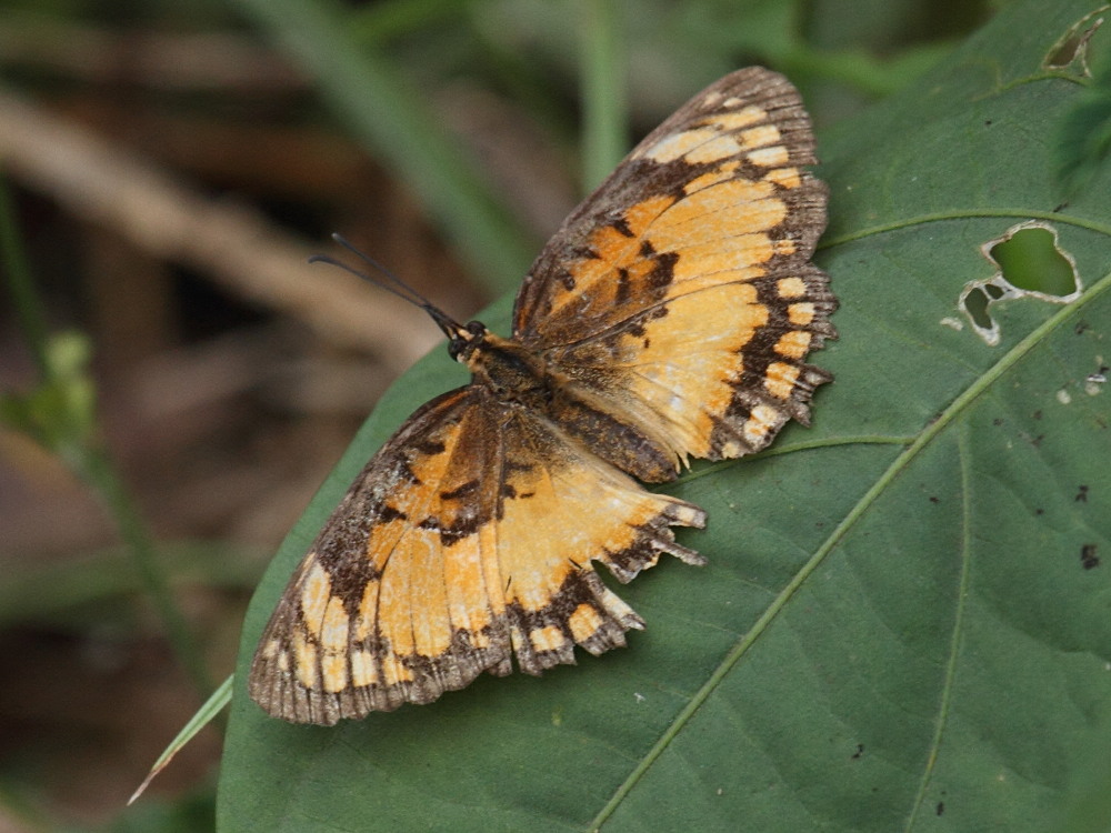 byblia_anvatara_anvatara1bd