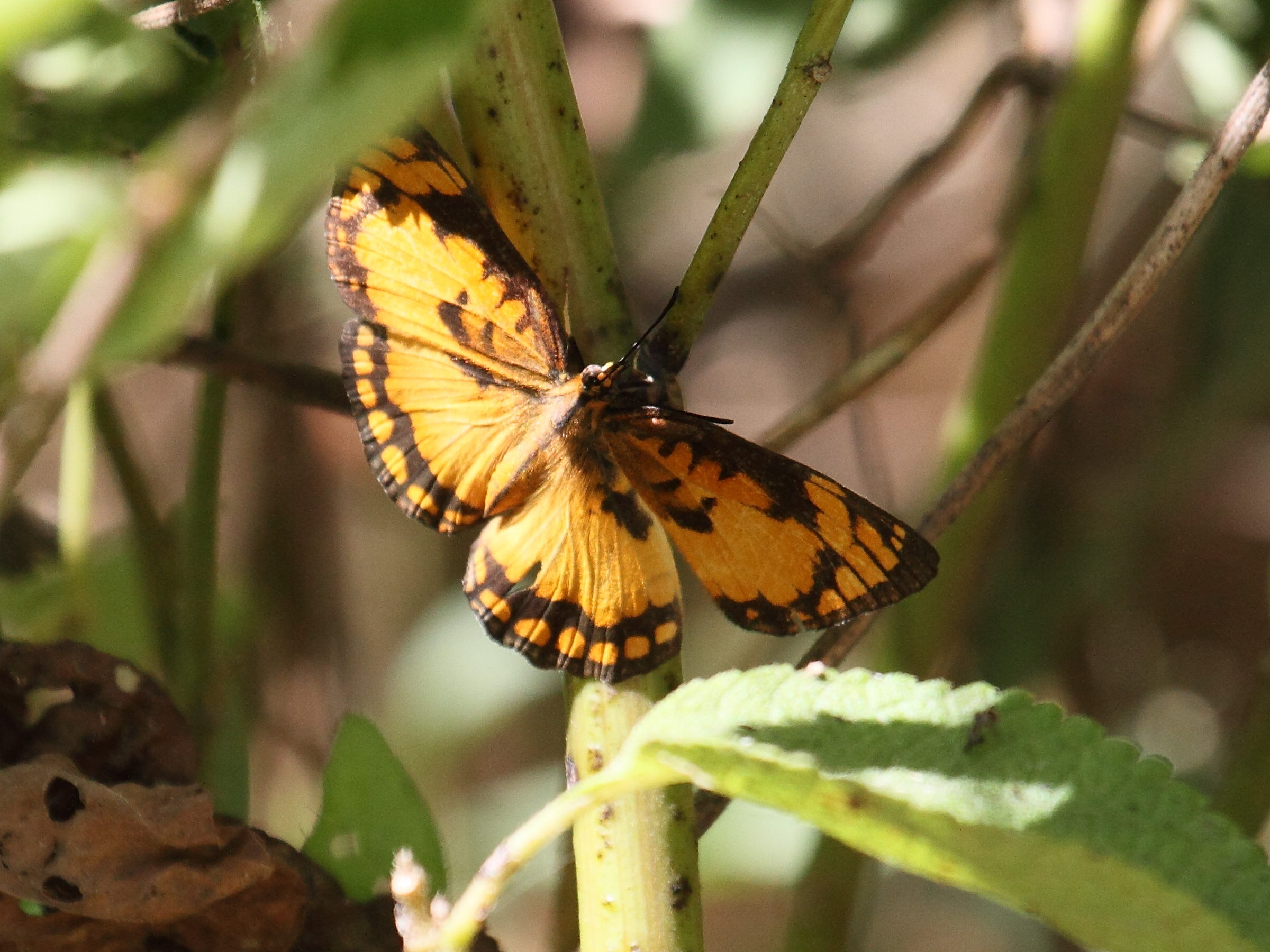 byblia_anvatara_anvatara4bd