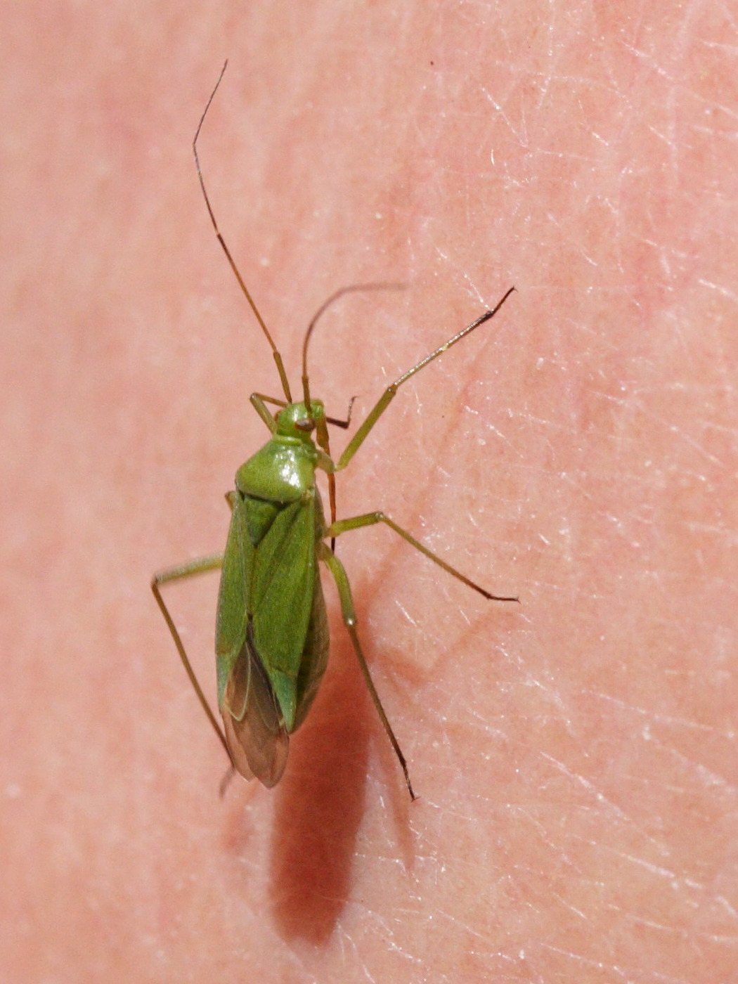 calocoris_affinis1md