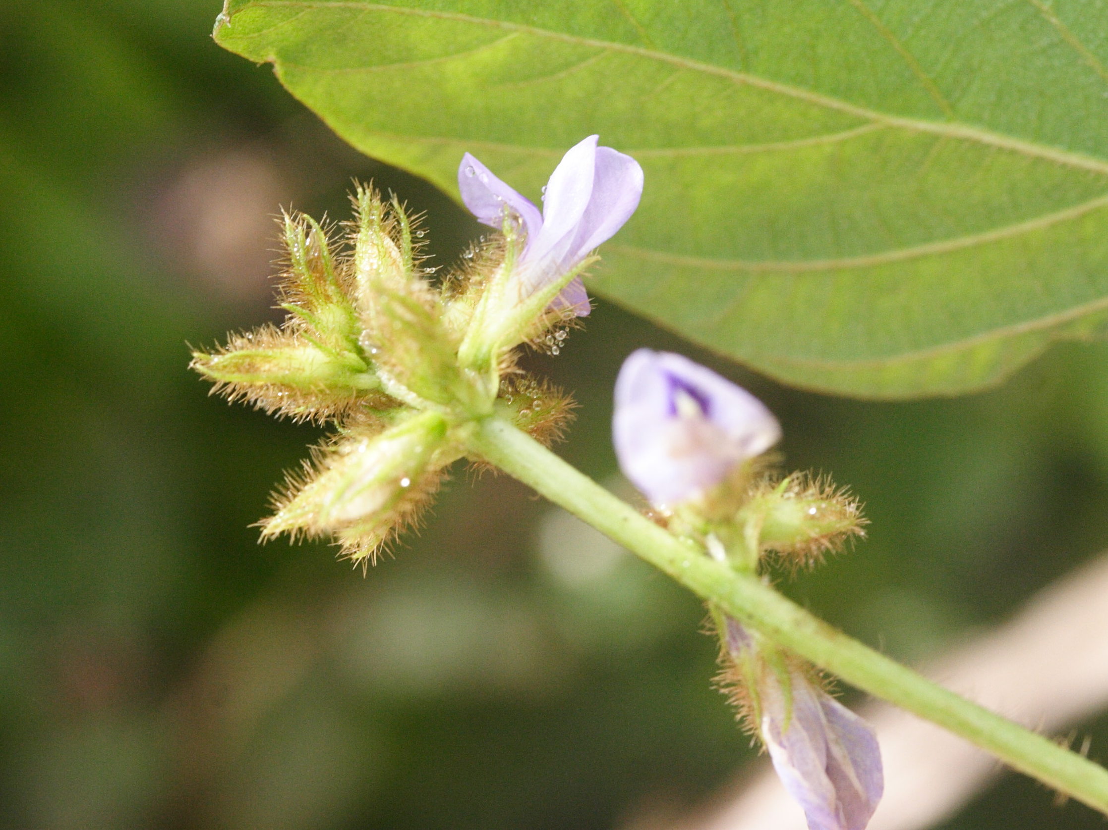 calopogonium_mucunoides2md