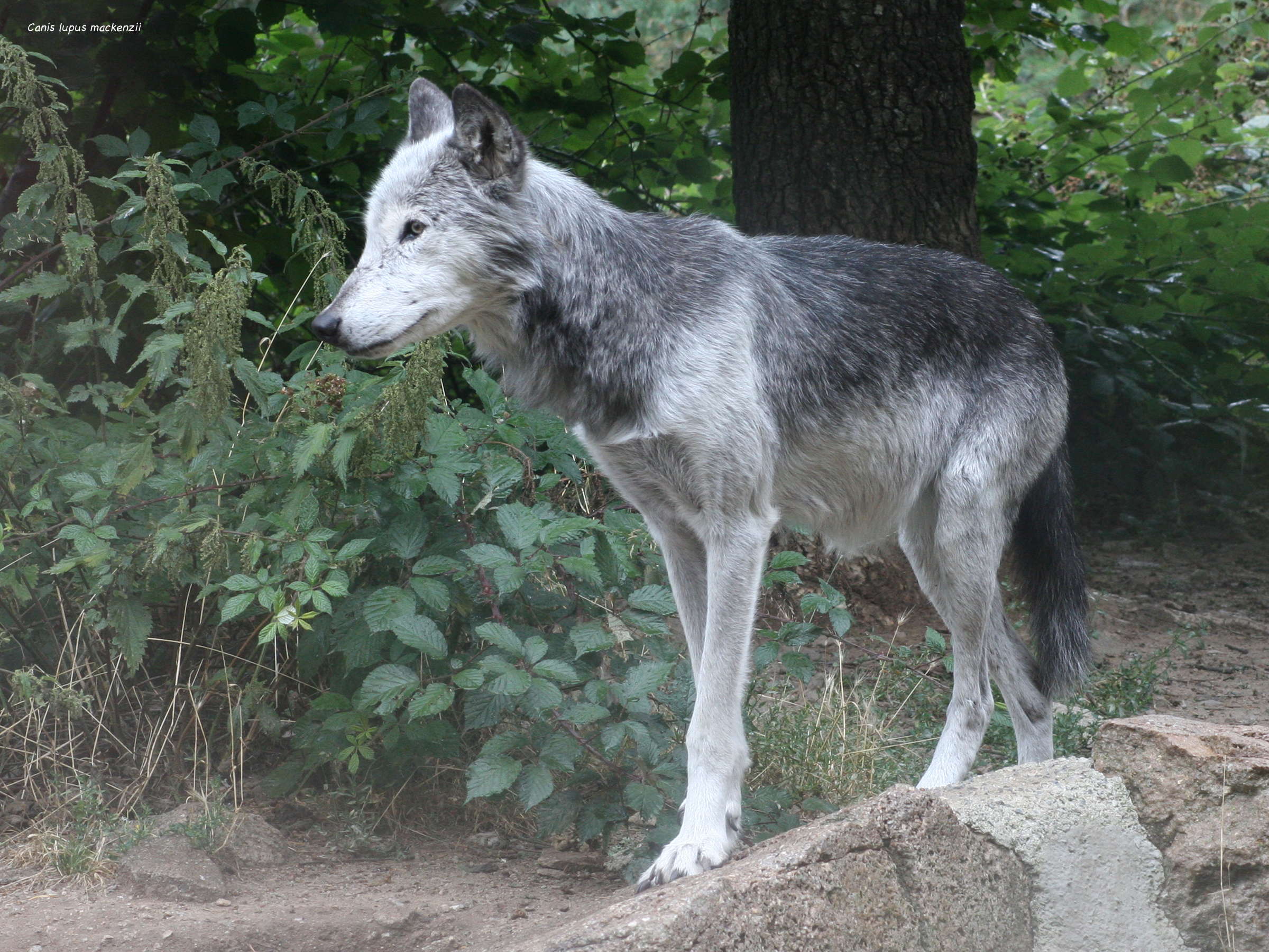 canis_lupus_mackenzii1MD