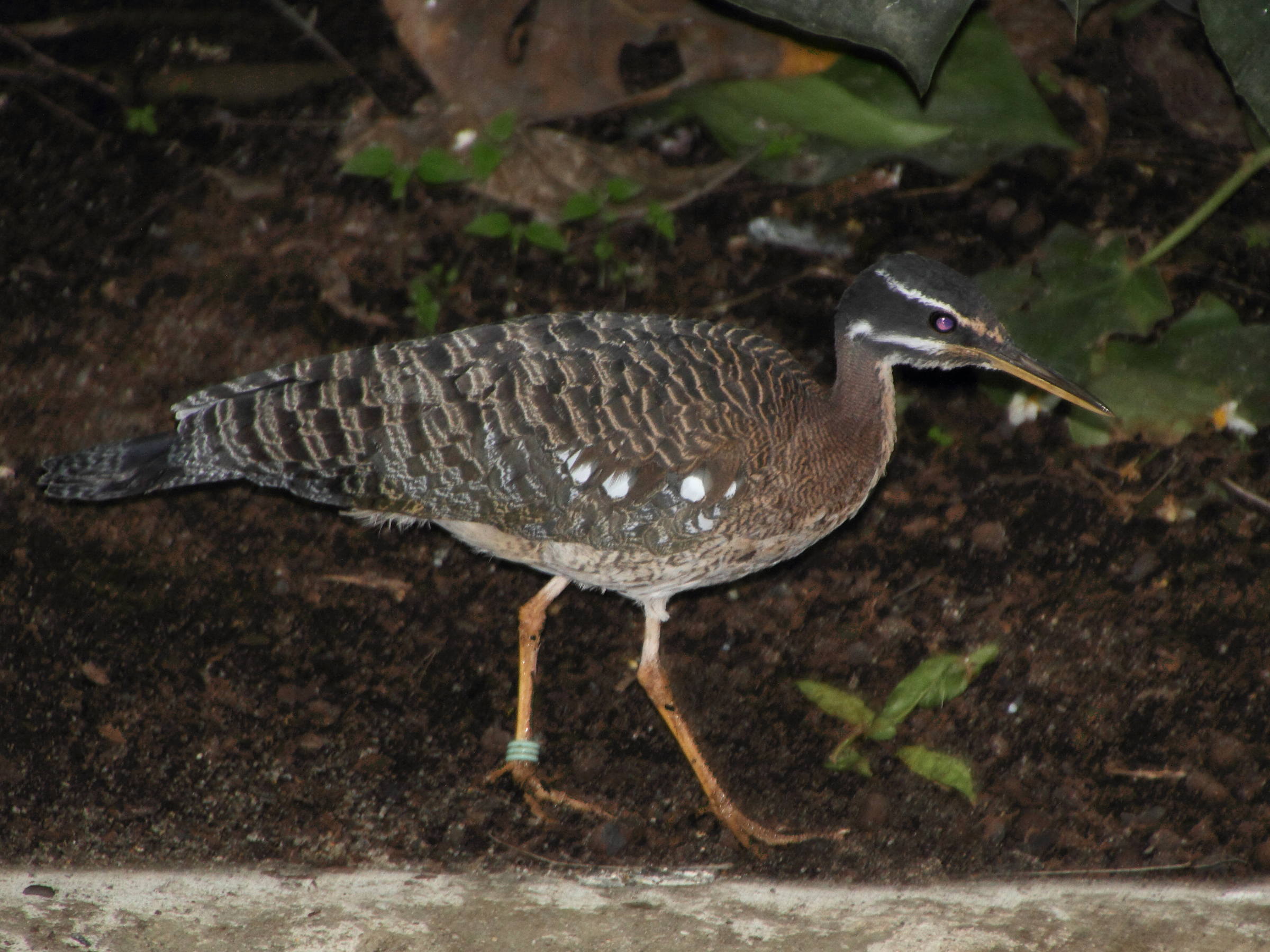 caurale_soleil_-_eurypyga_helias4md