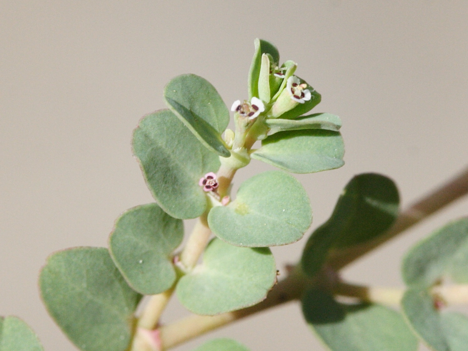 Afficher le média chamaesyce_serpens3md chamaesyce_serpens3md