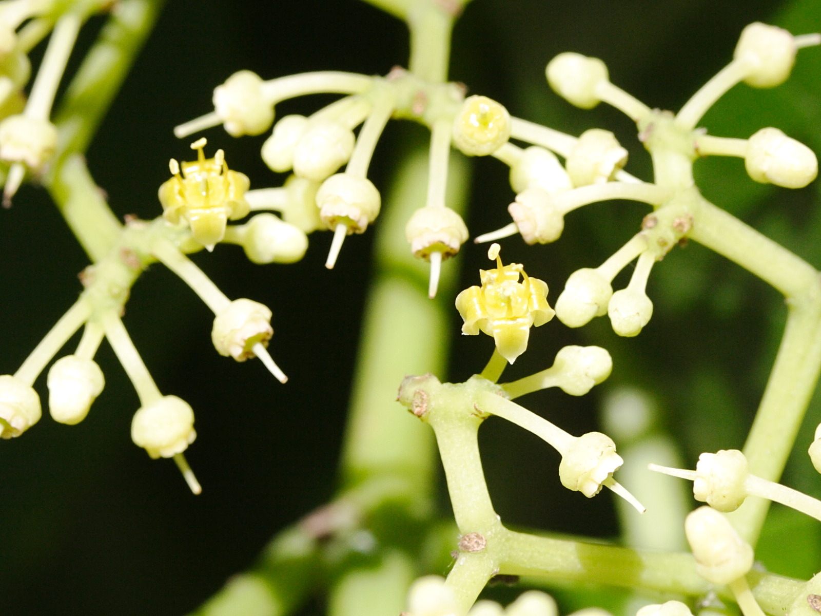 cissus_verticillata7md