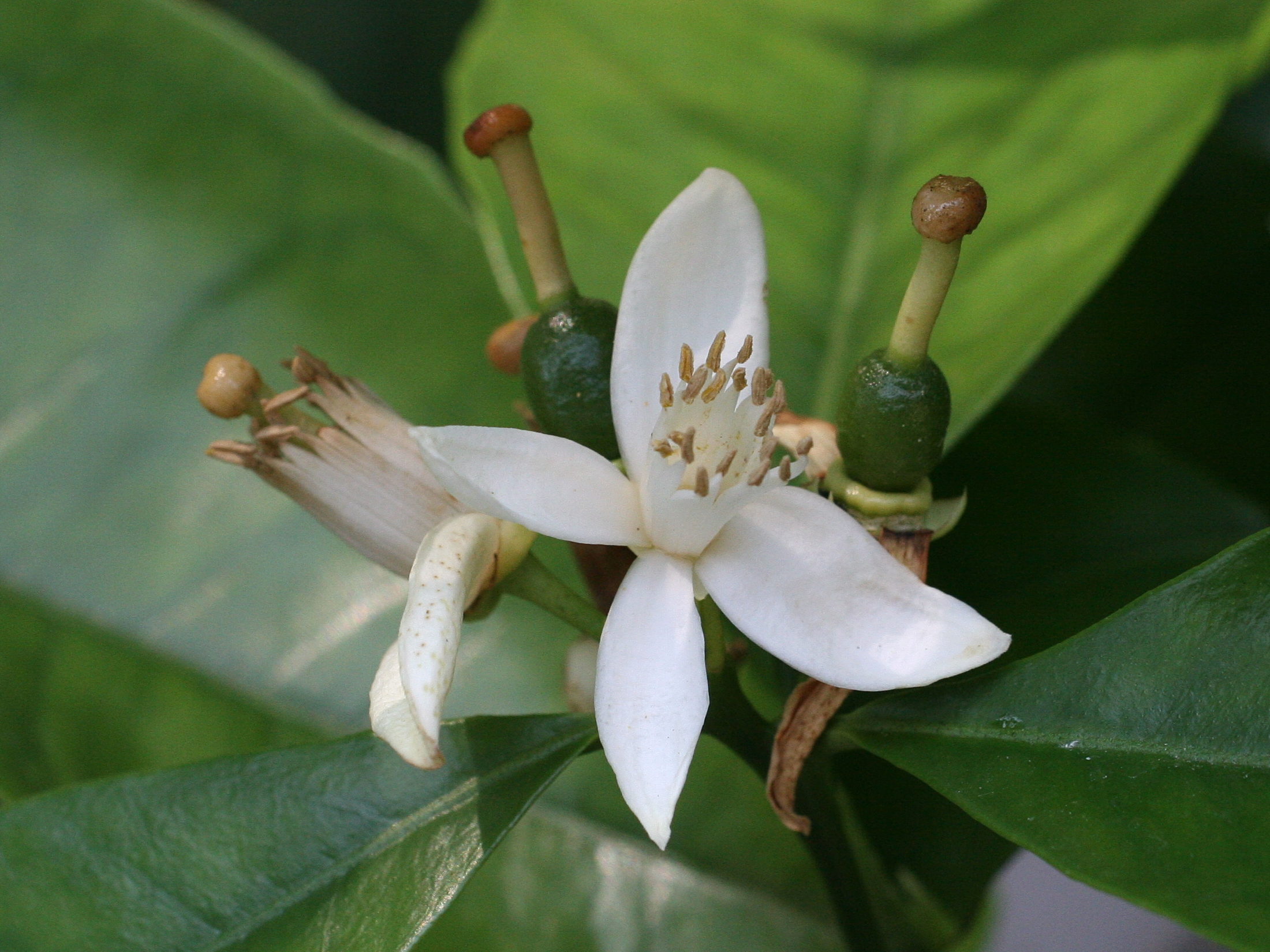 Afficher le média citrus_aurantium_amara2md citrus_aurantium_amara2md