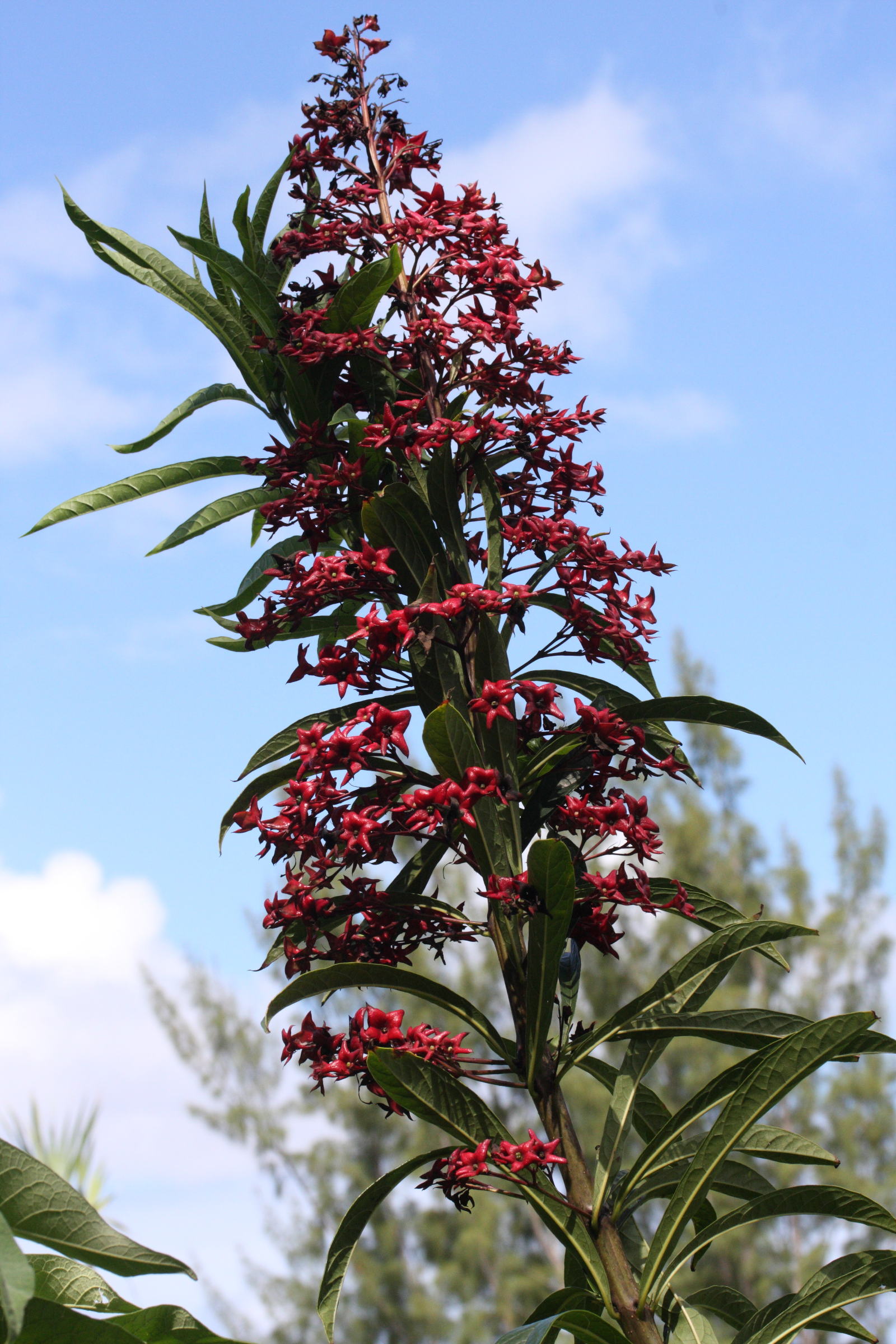 clerodendrum_indicum2md