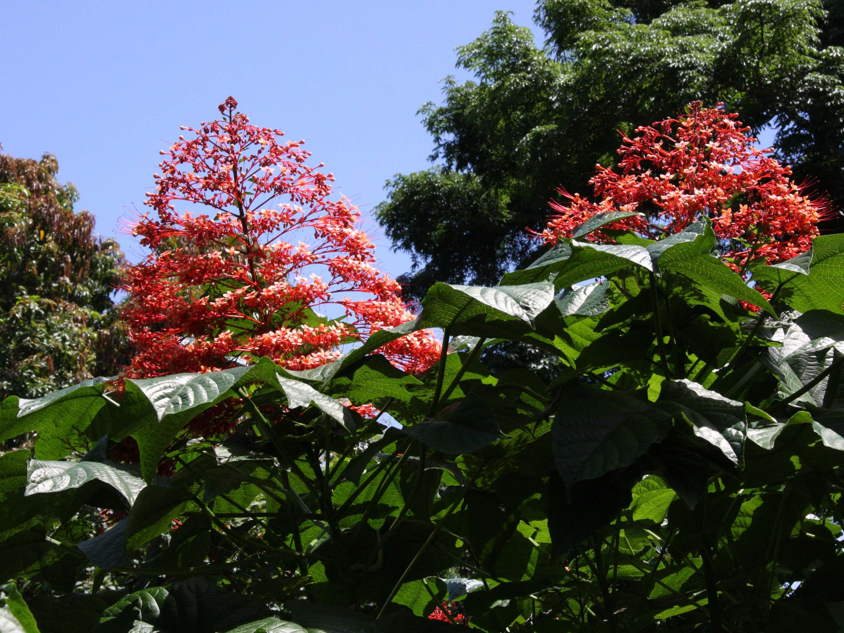 clerodendrum_paniculatum3md