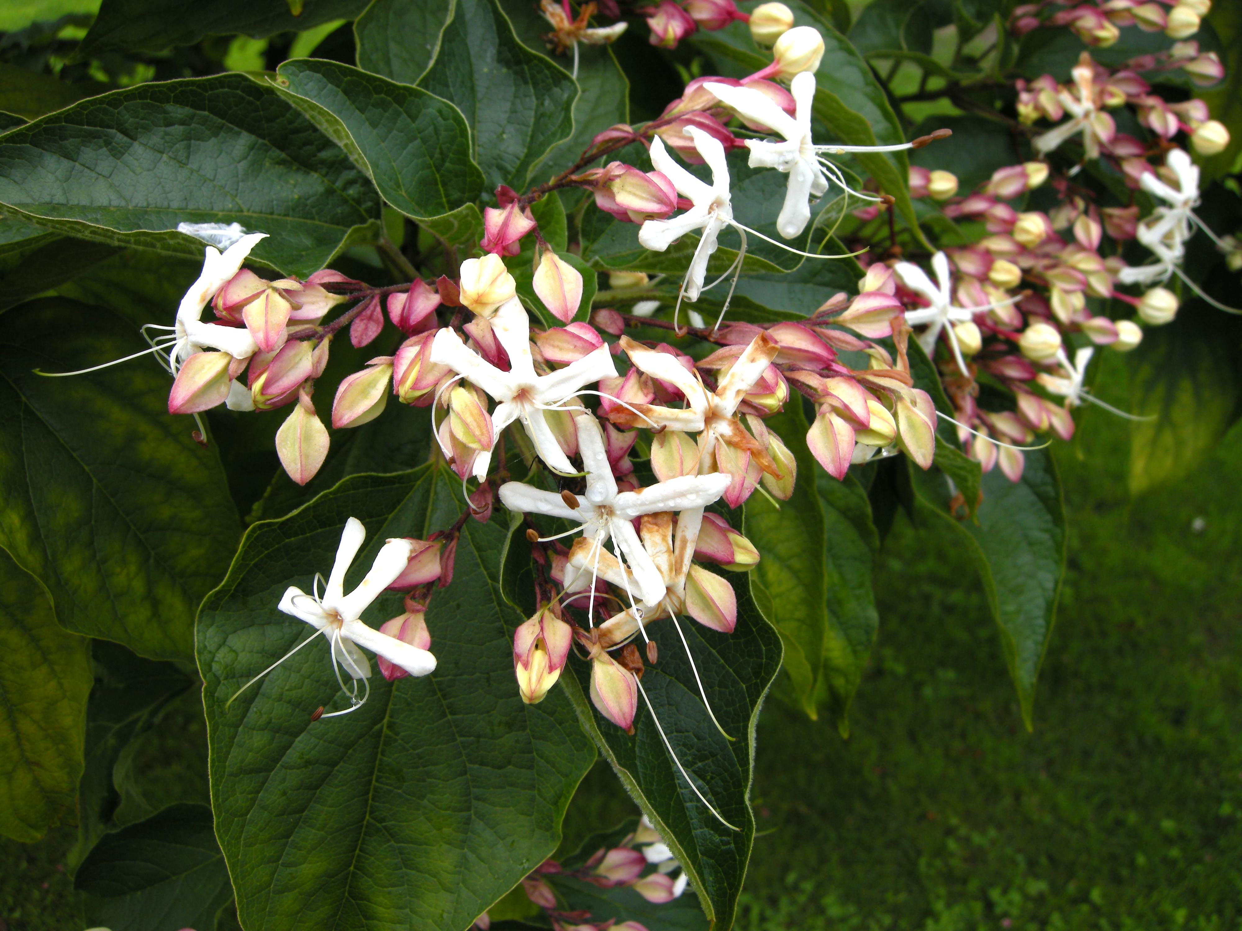 clerodendrum_trichotomum3md