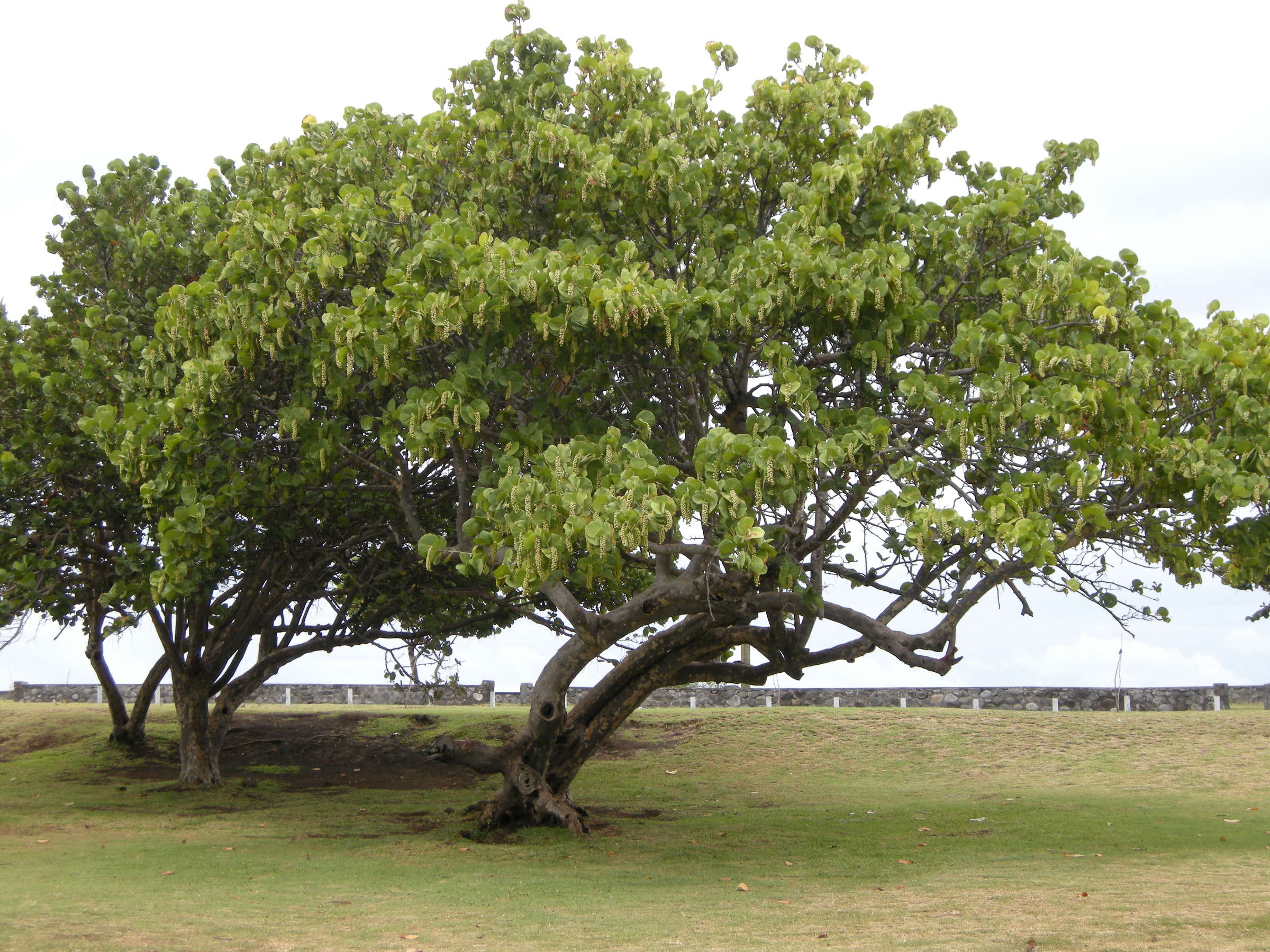 coccoloba_uvifera1md