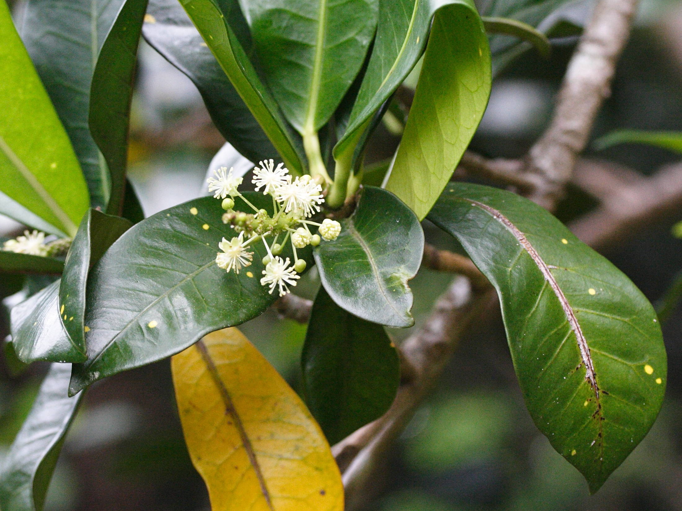 codiaeum_variegatum7md