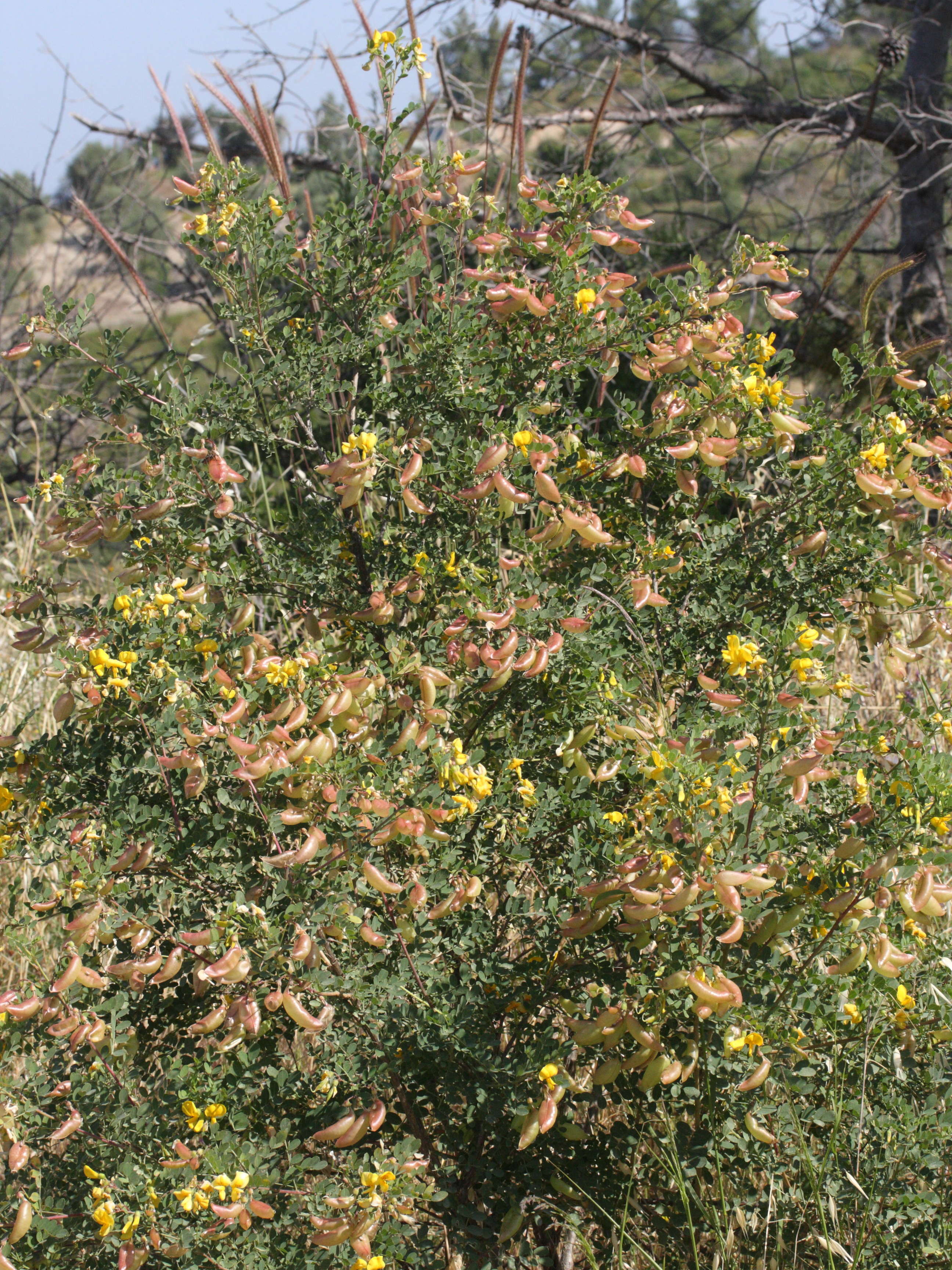 colutea_insularis1md