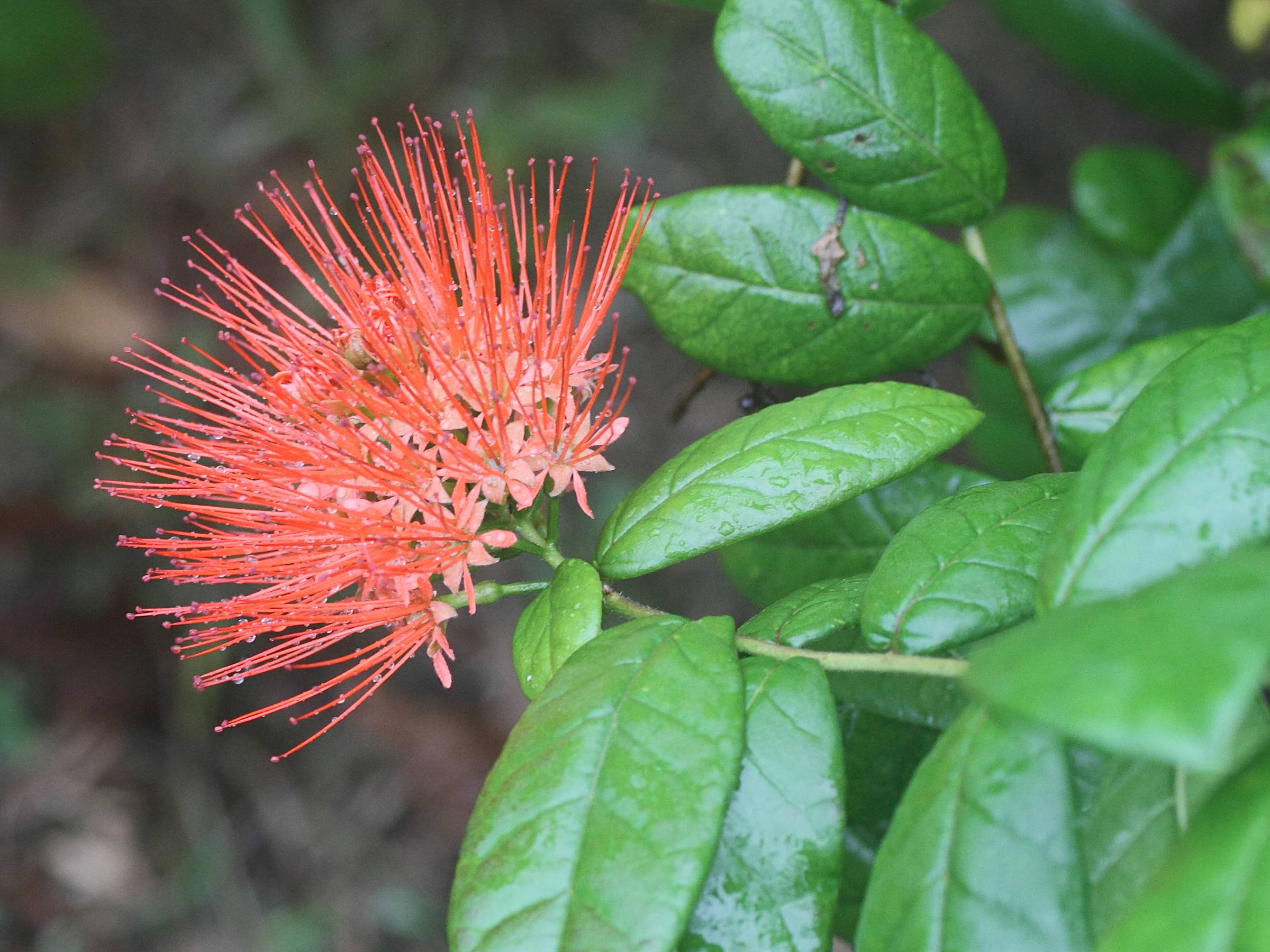 Afficher le média combretum_constrictum5md combretum_constrictum5md