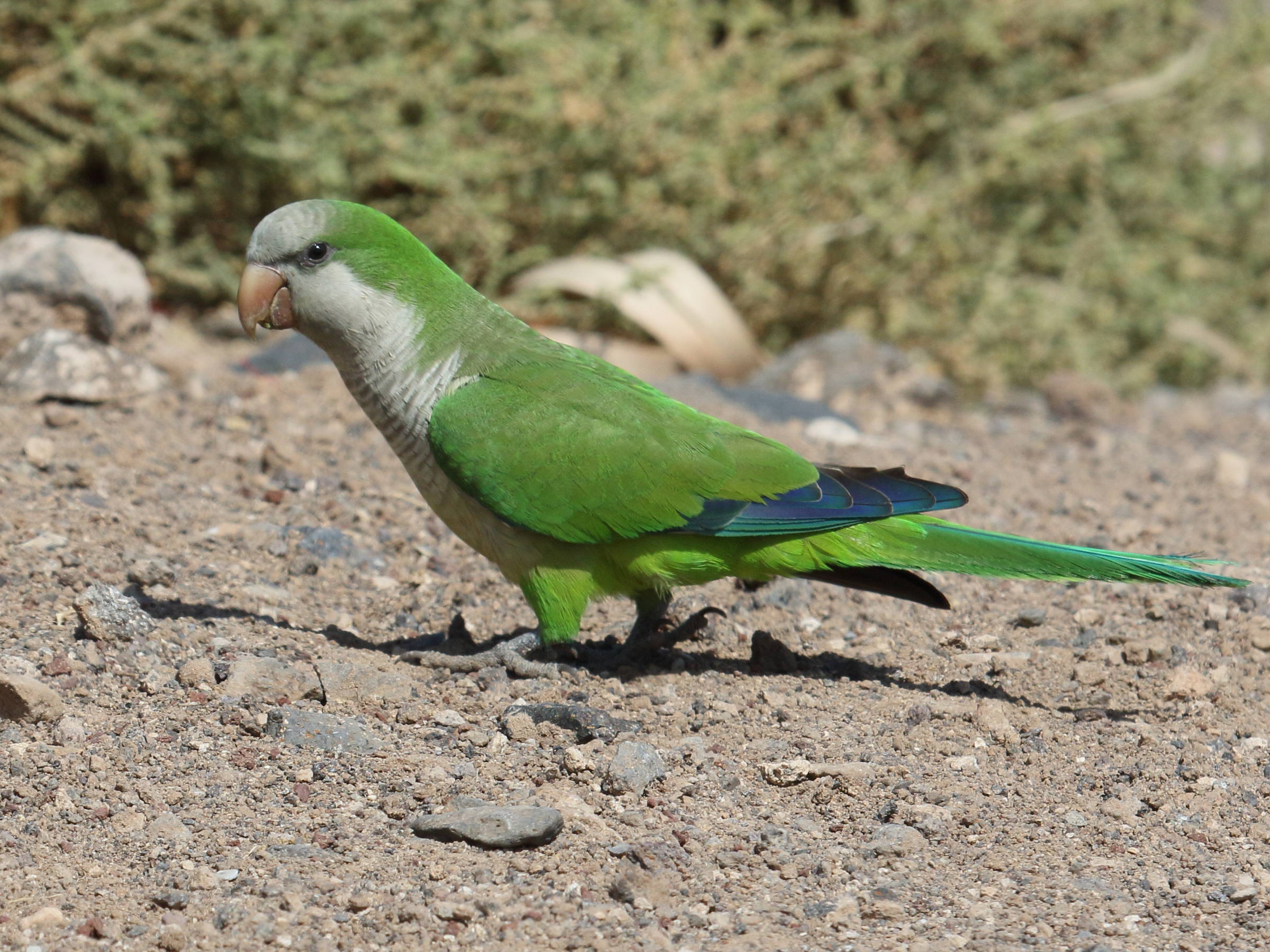 Conure veuve