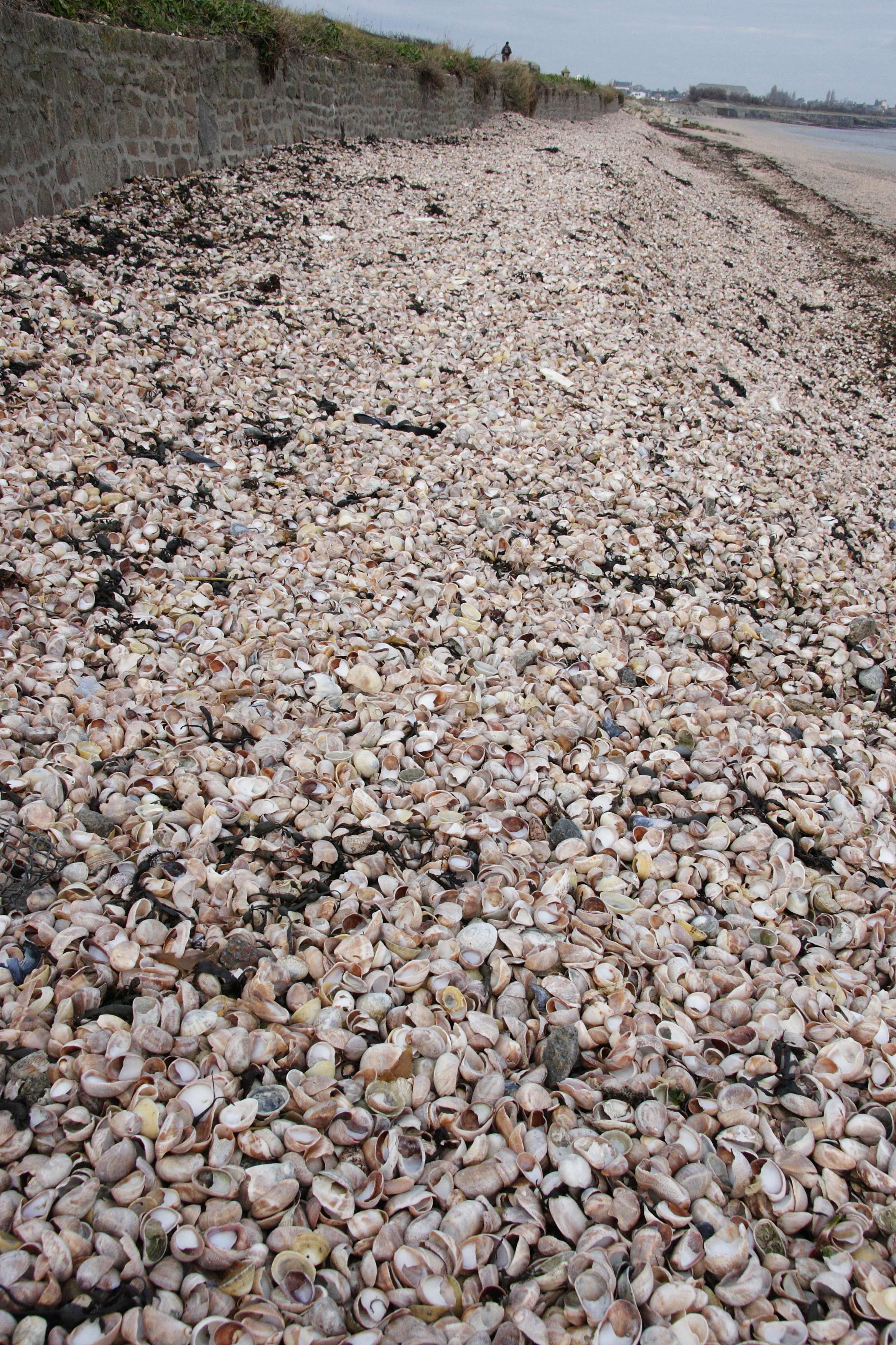 crepidula_fornicata5md