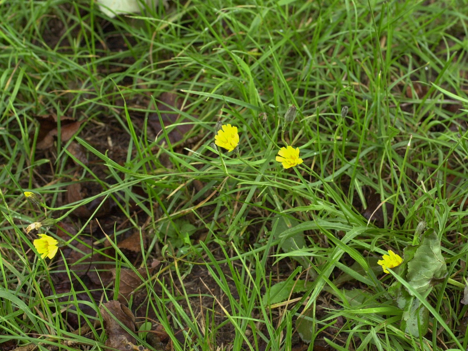 Afficher le média crepis_capillaris2md crepis_capillaris2md