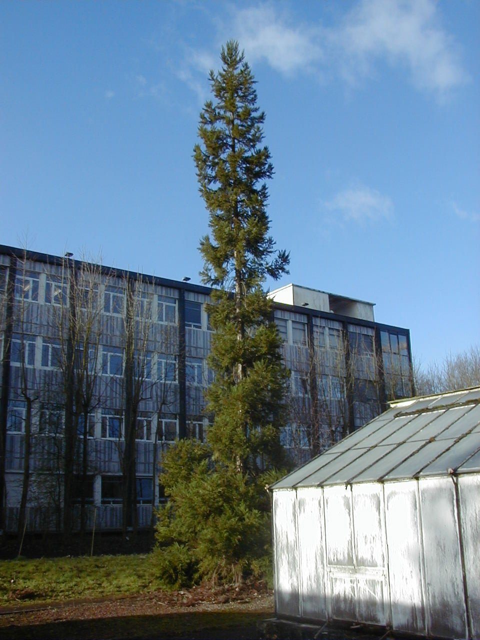 cryptomeria_japonica1md