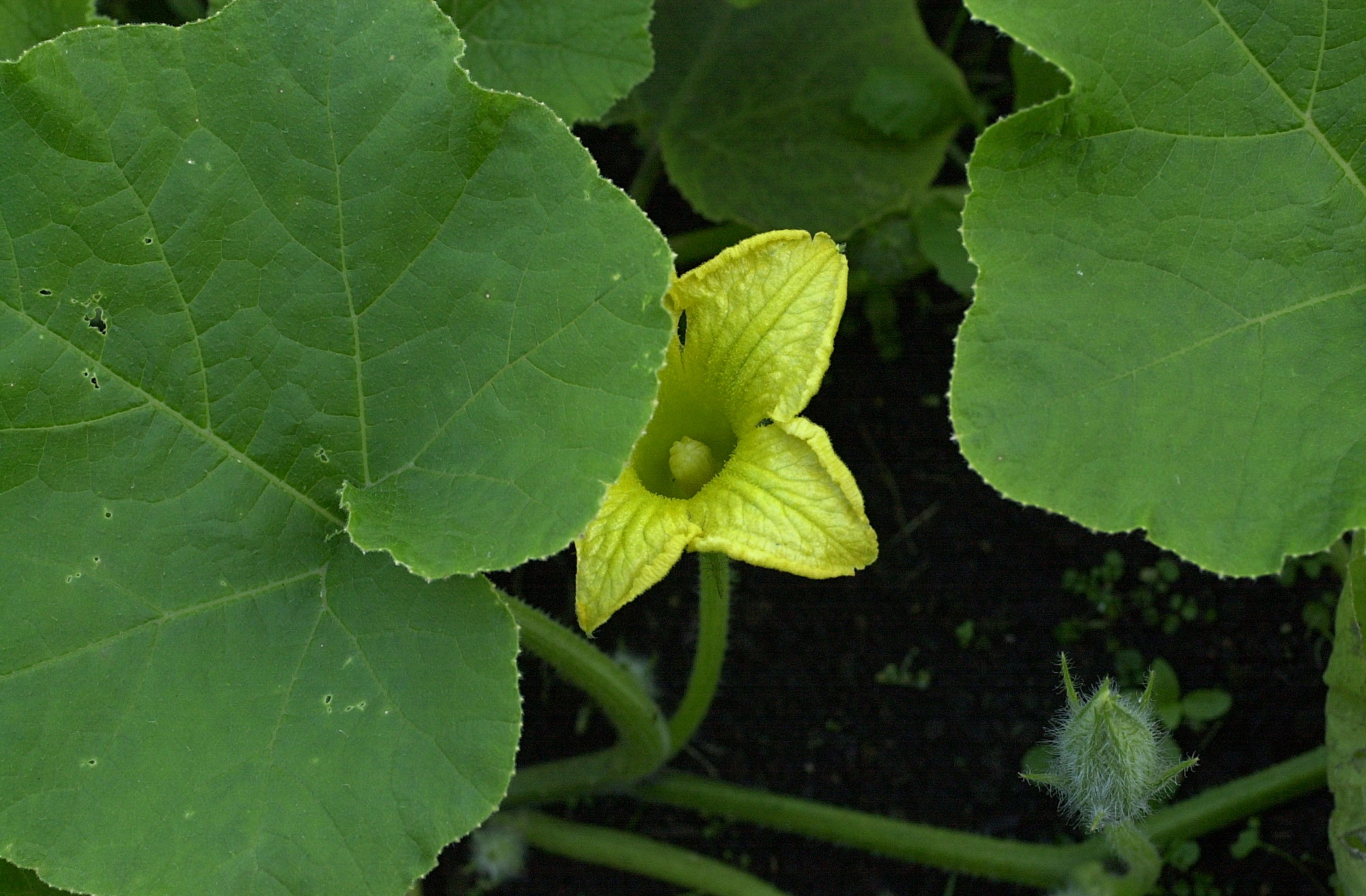 cucurbita_maxima5md