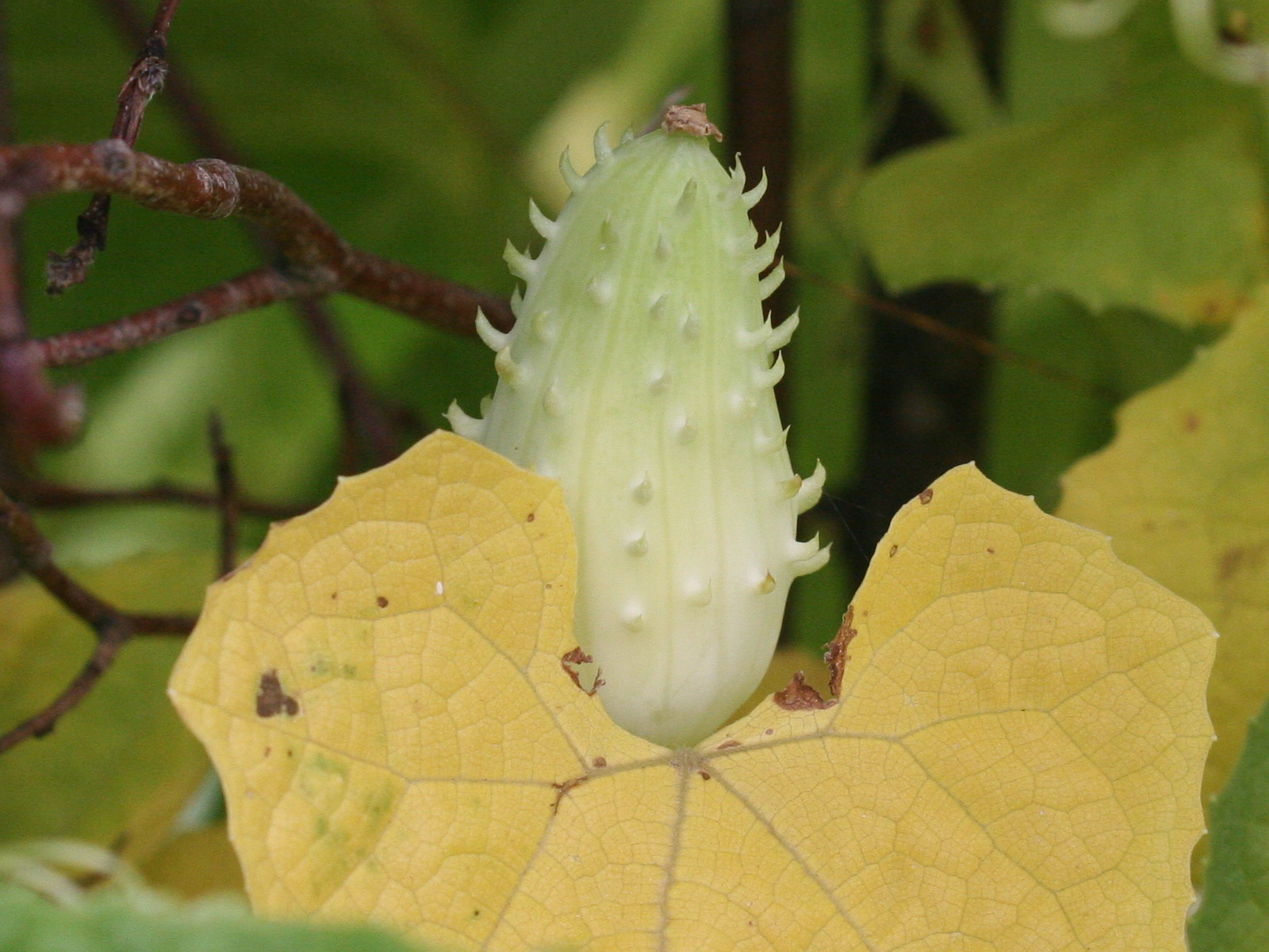 cyclanthera_explodens4md