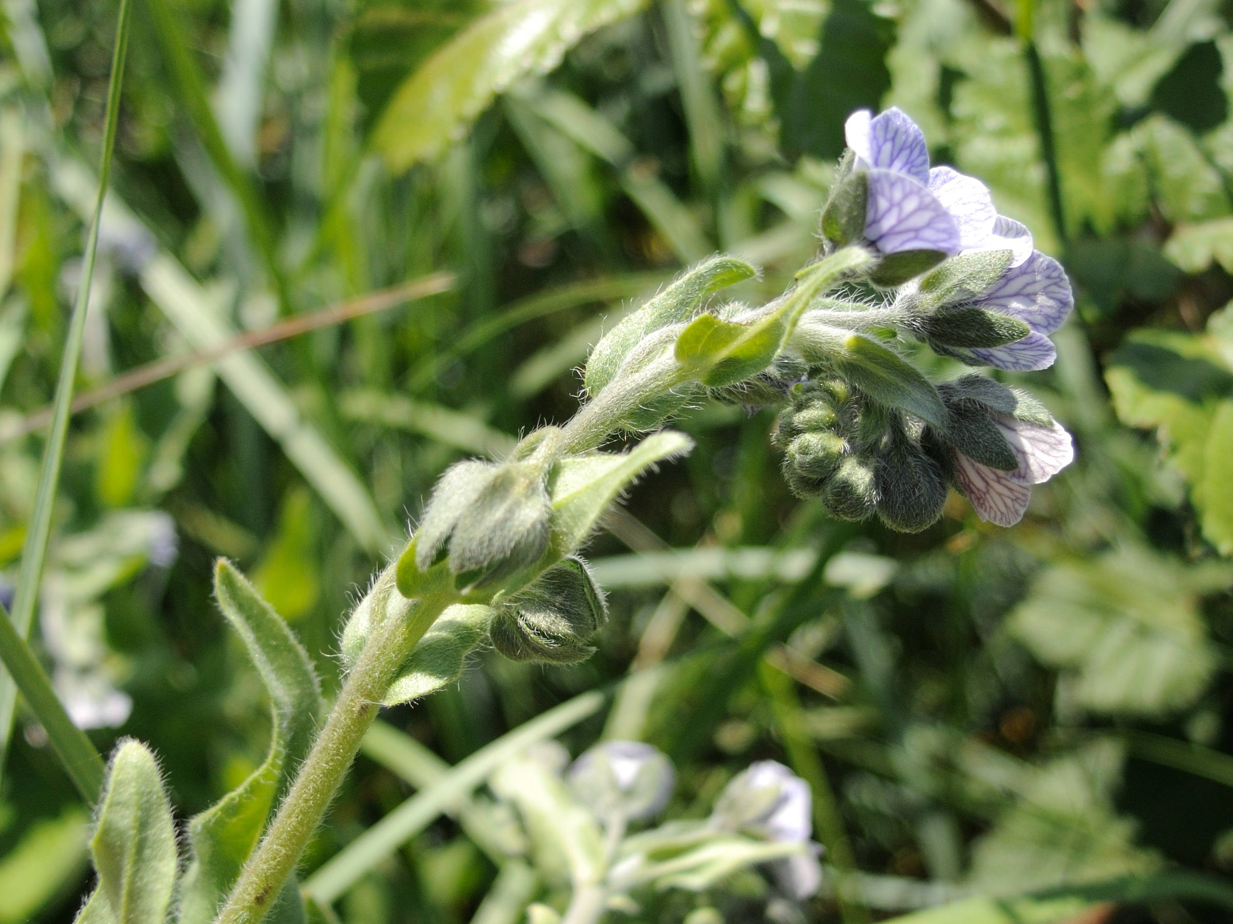 Afficher le média cynoglossum_creticum4md cynoglossum_creticum4md