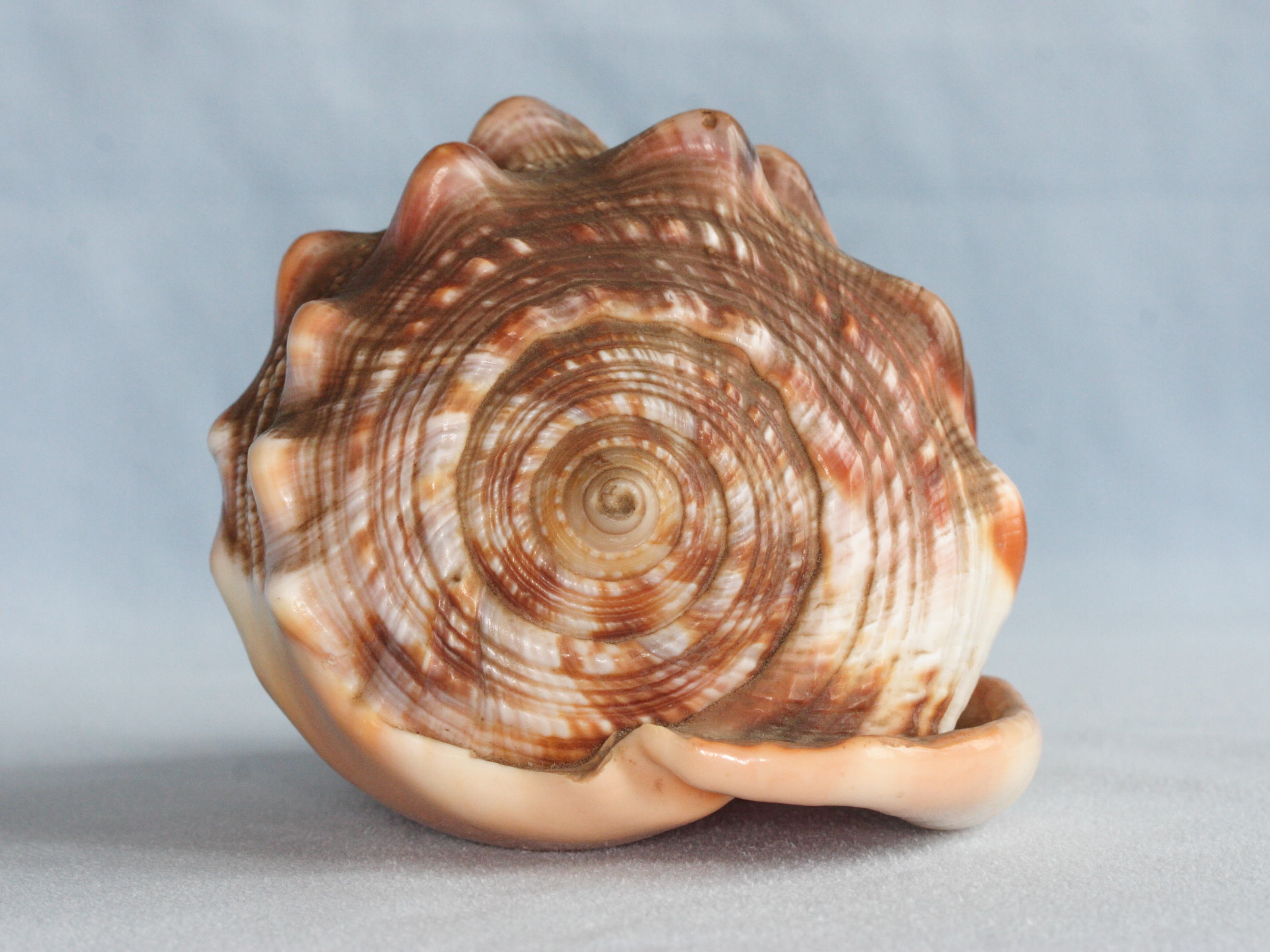 cypraecassis_rufa3md