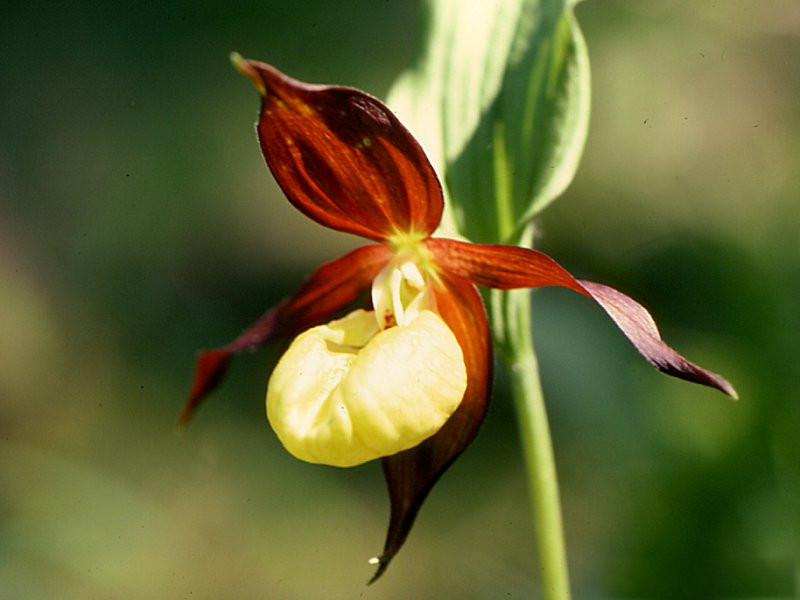 cypripedium_calceolus4mcf