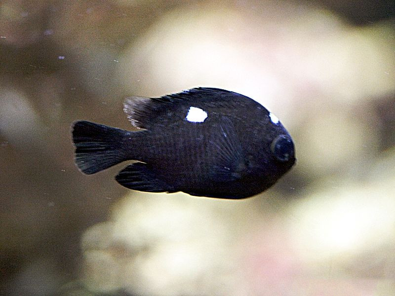 dascyllus_trimaculatus1md