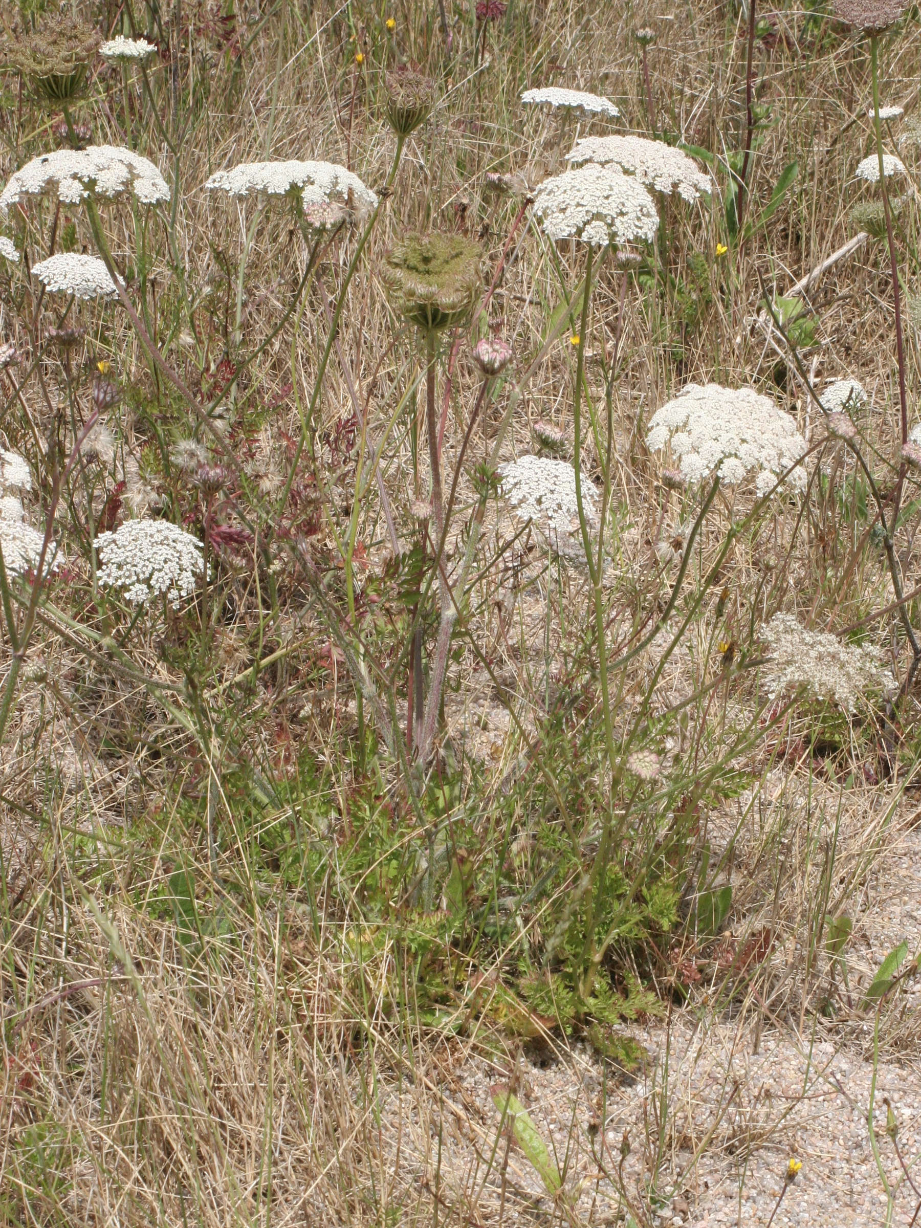 daucus_carota_gummifer1bmd