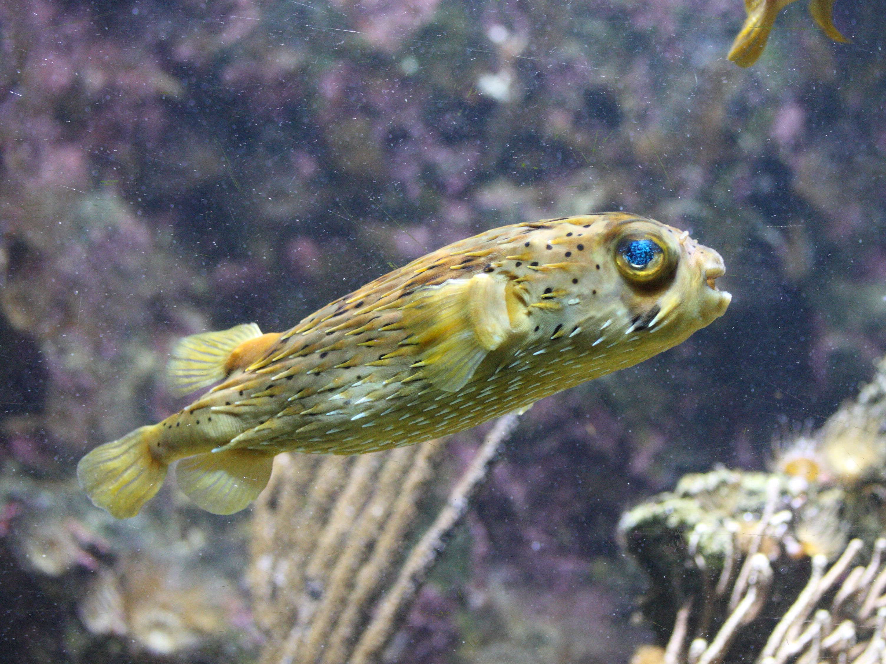 Afficher le média diodon_hystrix1md diodon_hystrix1md