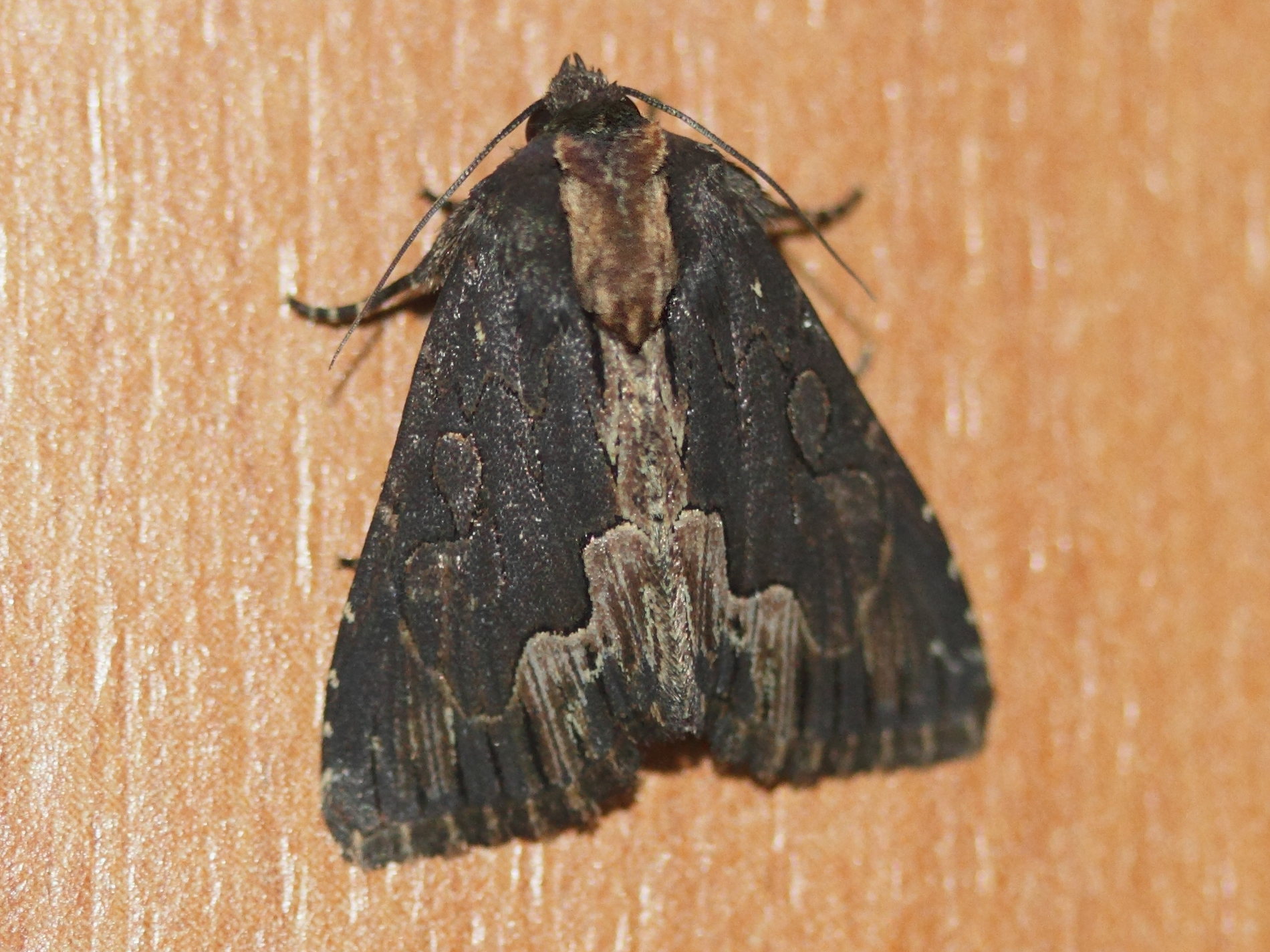 dypterygia_scabriuscula2md