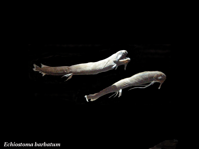 echiostoma_barbatum1md