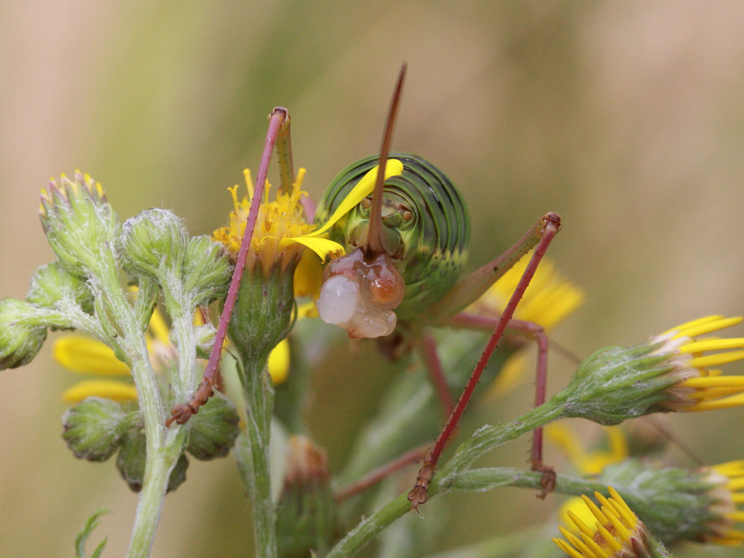 Afficher le média ephippiger_ephippiger6bd ephippiger_ephippiger6bd