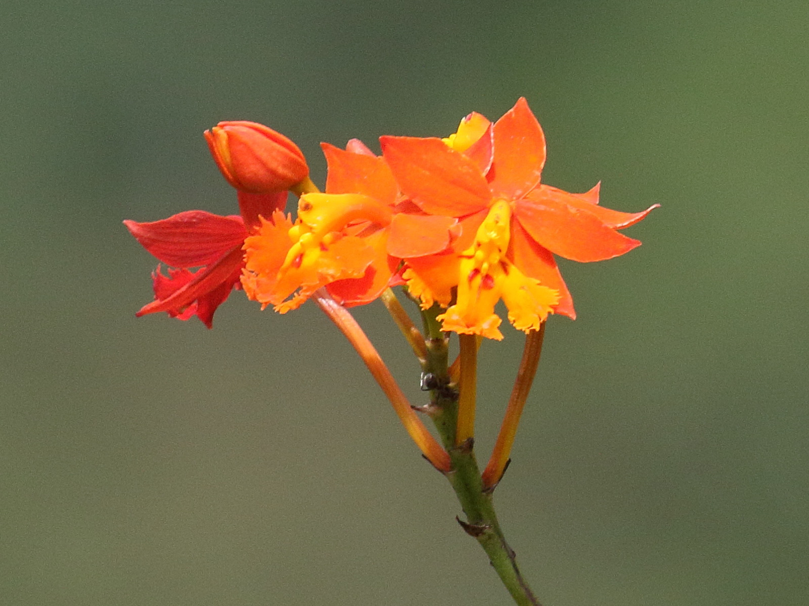 epidendrum_radicans2bd