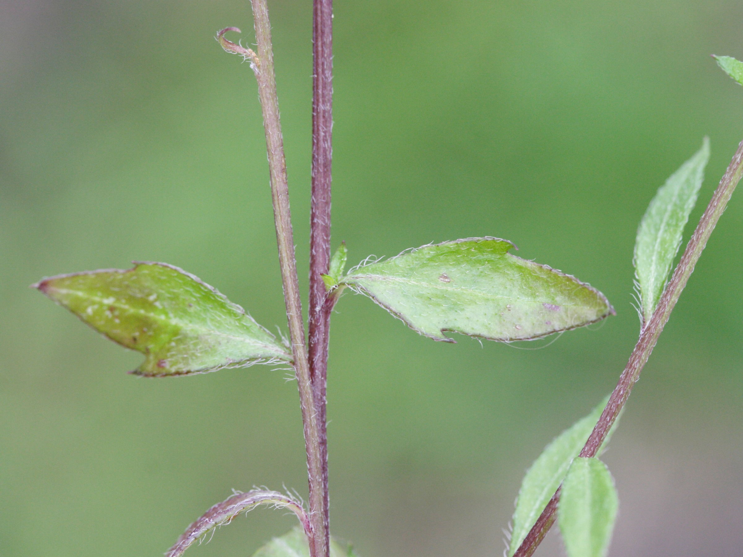 Erigeron_karvinskianus