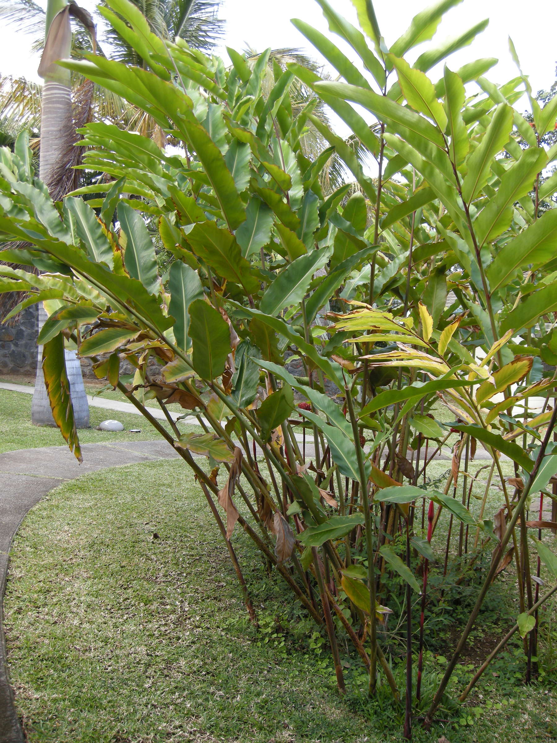 etlingera_elatior2bd