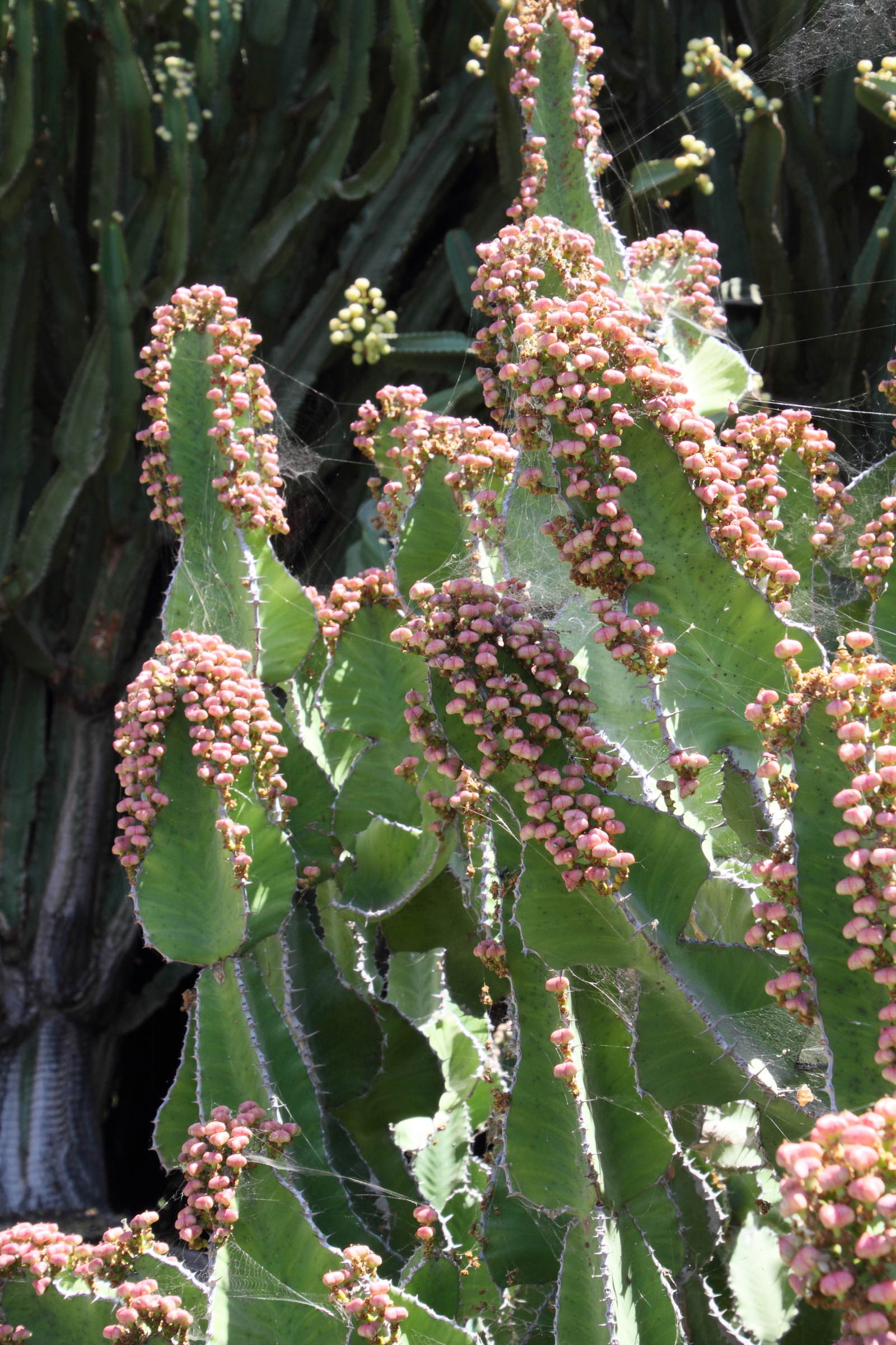 Afficher le média euphorbia_cooperi1md euphorbia_cooperi1md