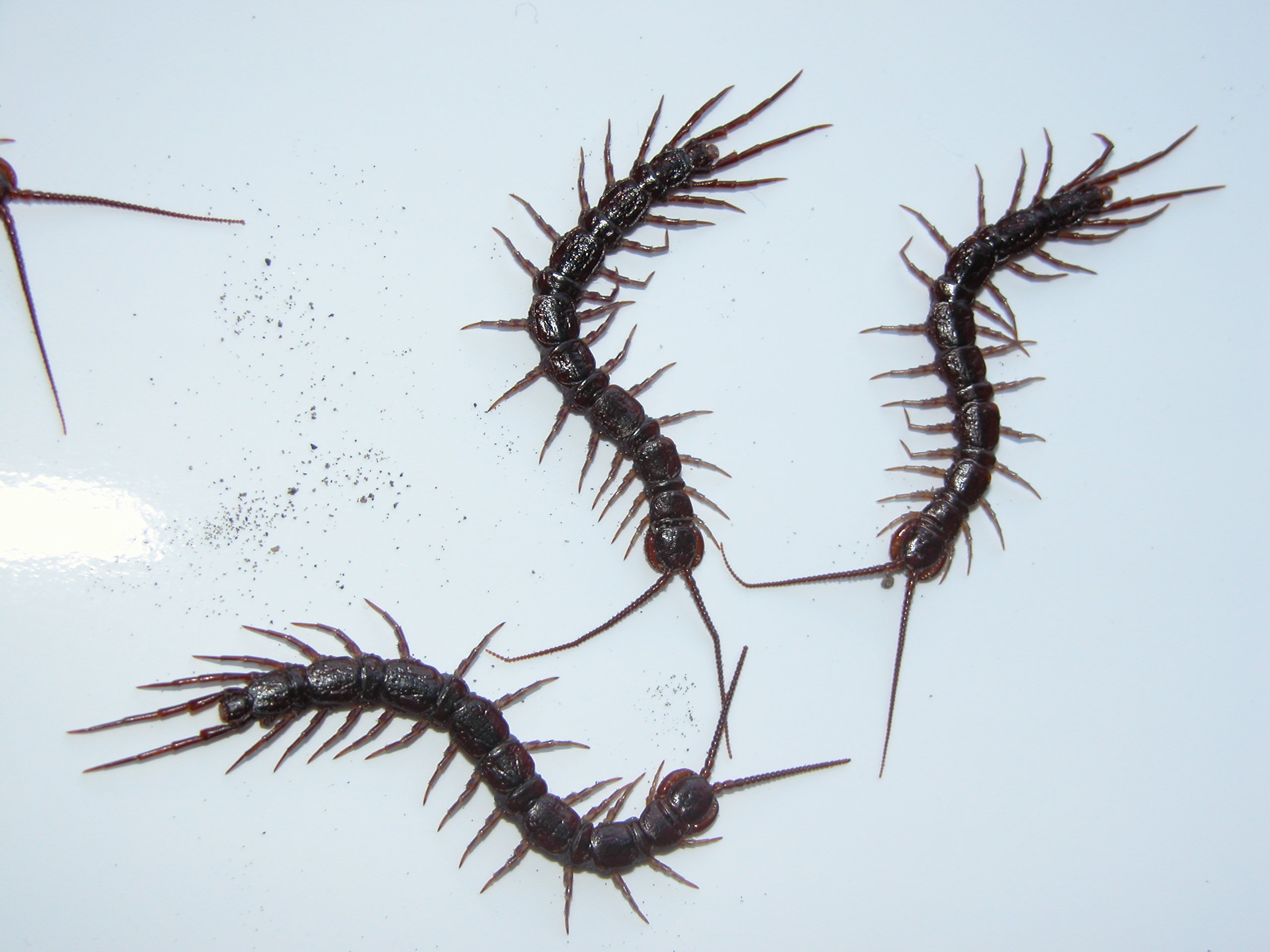 Afficher le média Eupolybothrus_nudicornis Eupolybothrus_nudicornis