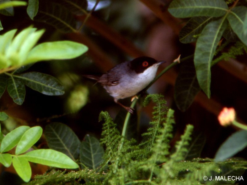 fauvette_melanocephale_-_sylvia_melanocephala1jm