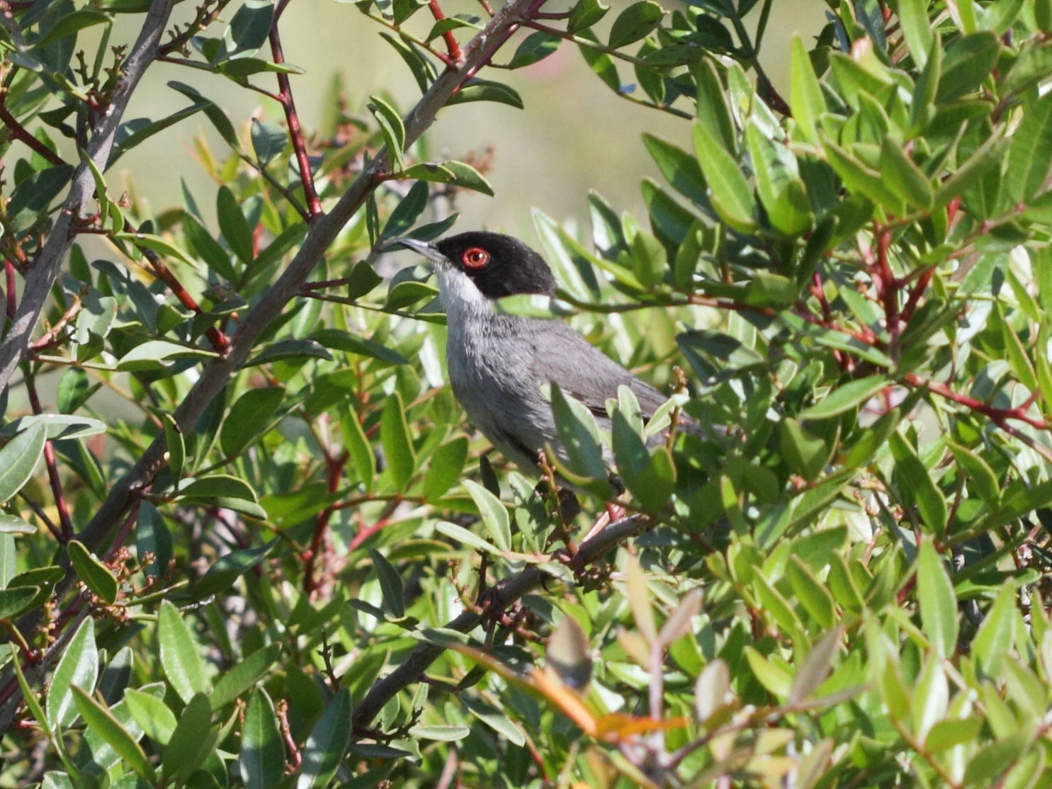 fauvette_melanocephale_-_sylvia_melanocephala5bd
