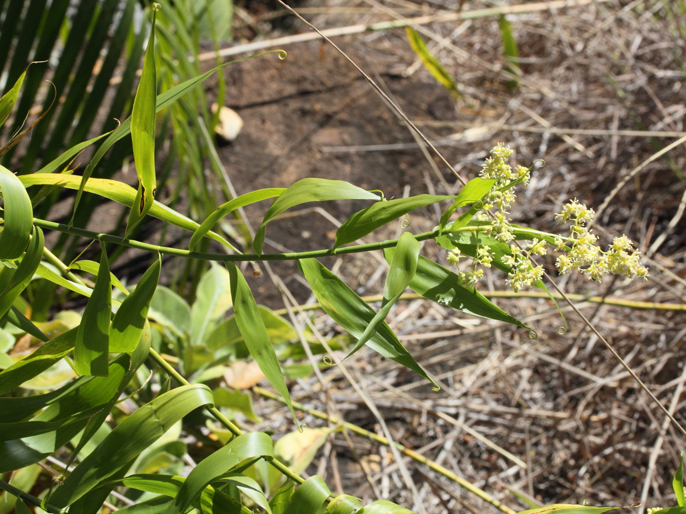 Afficher le média flagellaria_indica1md flagellaria_indica1md