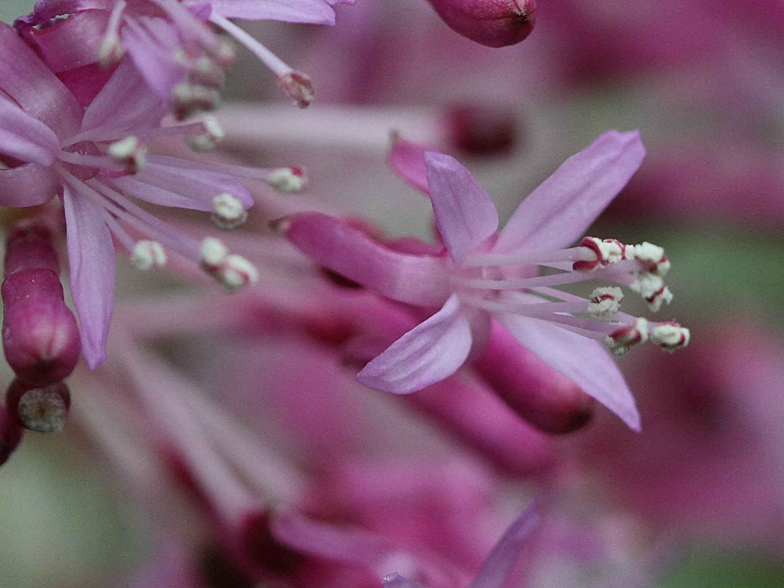 Afficher le média fuchsia_paniculata3bd fuchsia_paniculata3bd