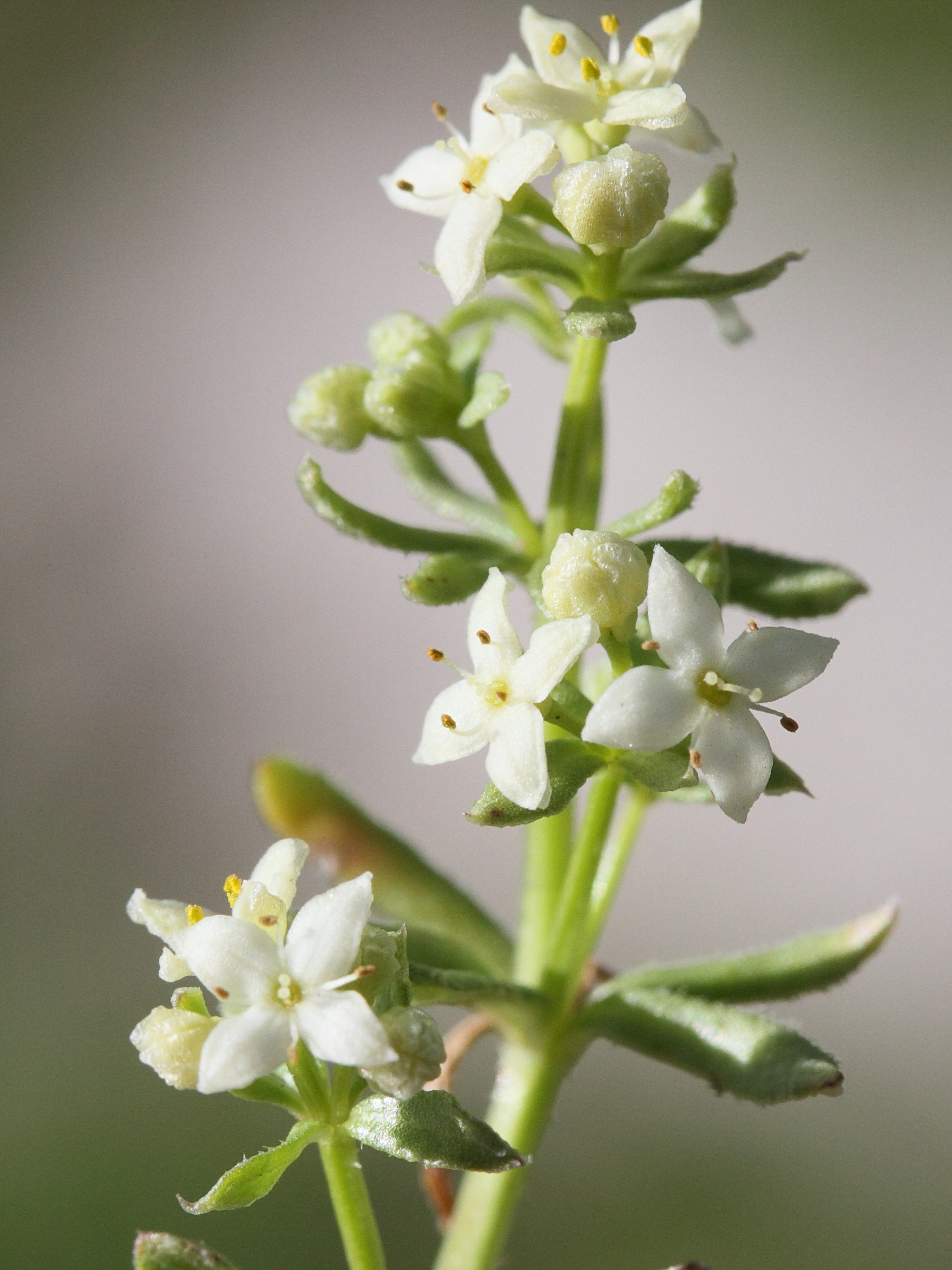 Afficher le média galium_megalospermum1md galium_megalospermum1md